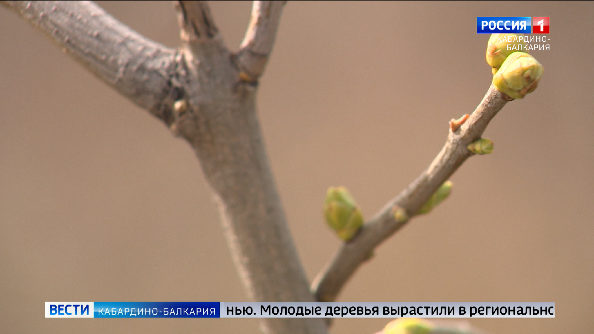 В КБР высадили деревья в рамках реализации нацпроекта «Экология»