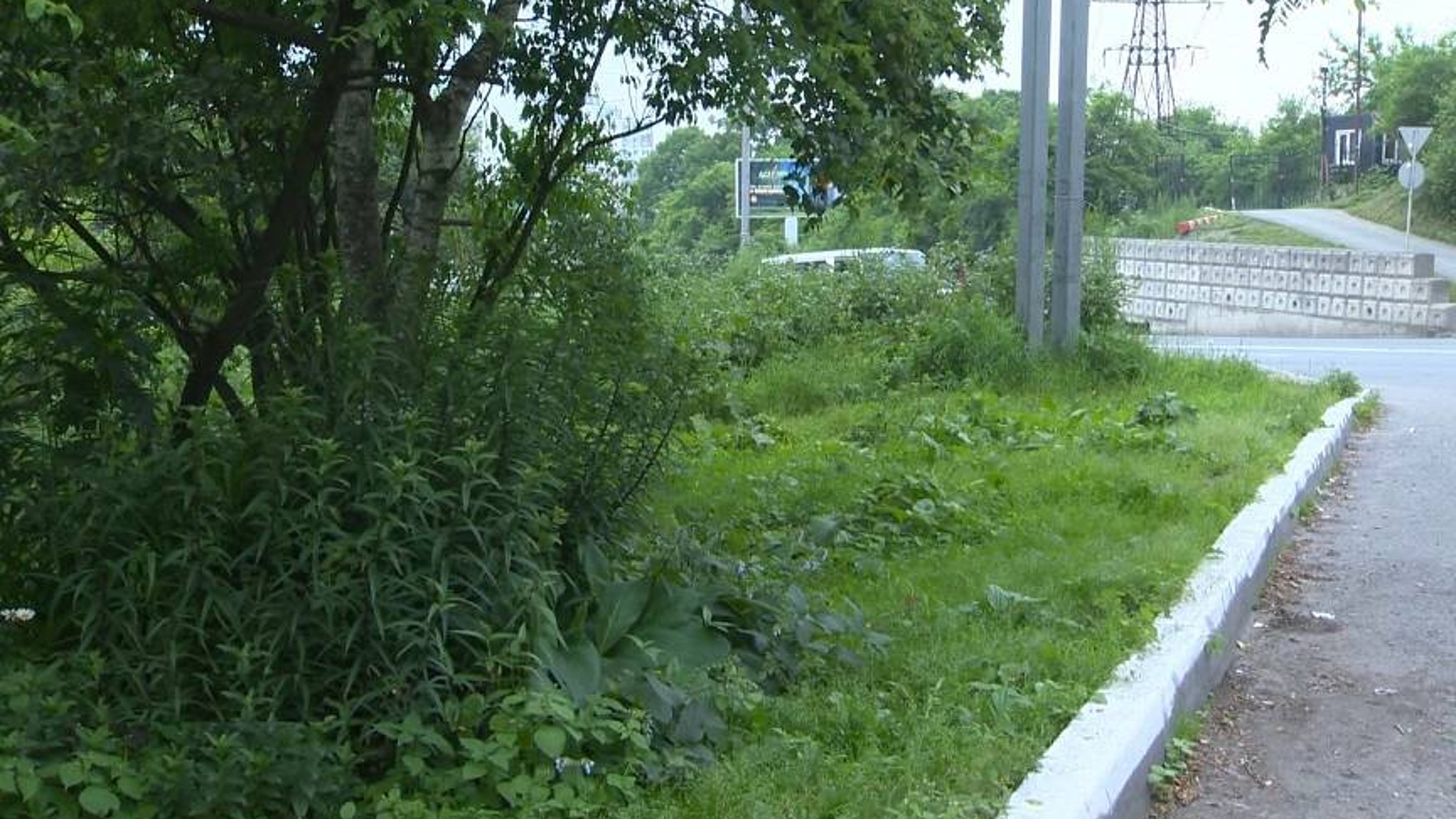 В непроходимые джунгли превращается гостевой маршрут Владивостока