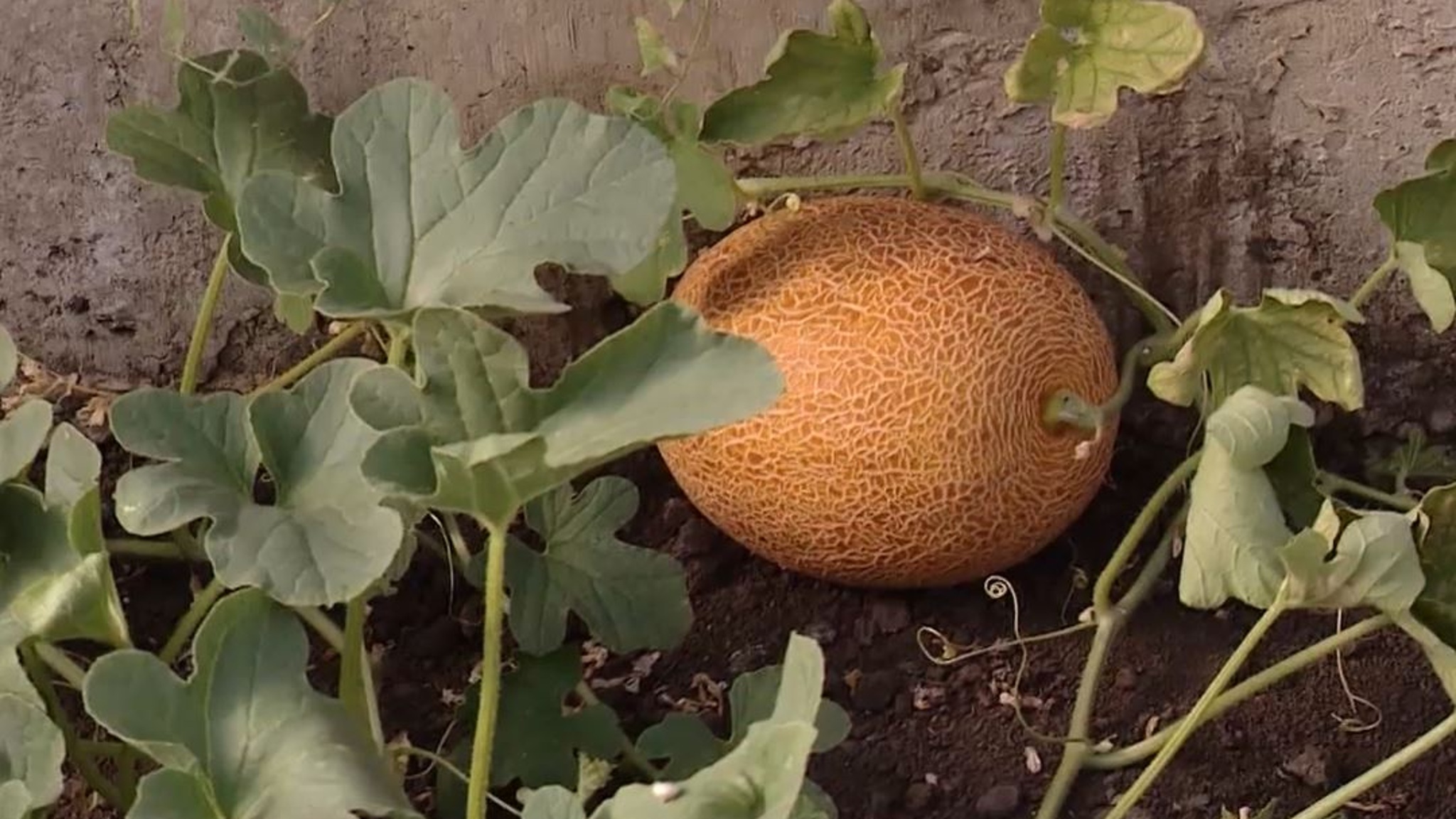 Дыни на Кубани прячут от солнца