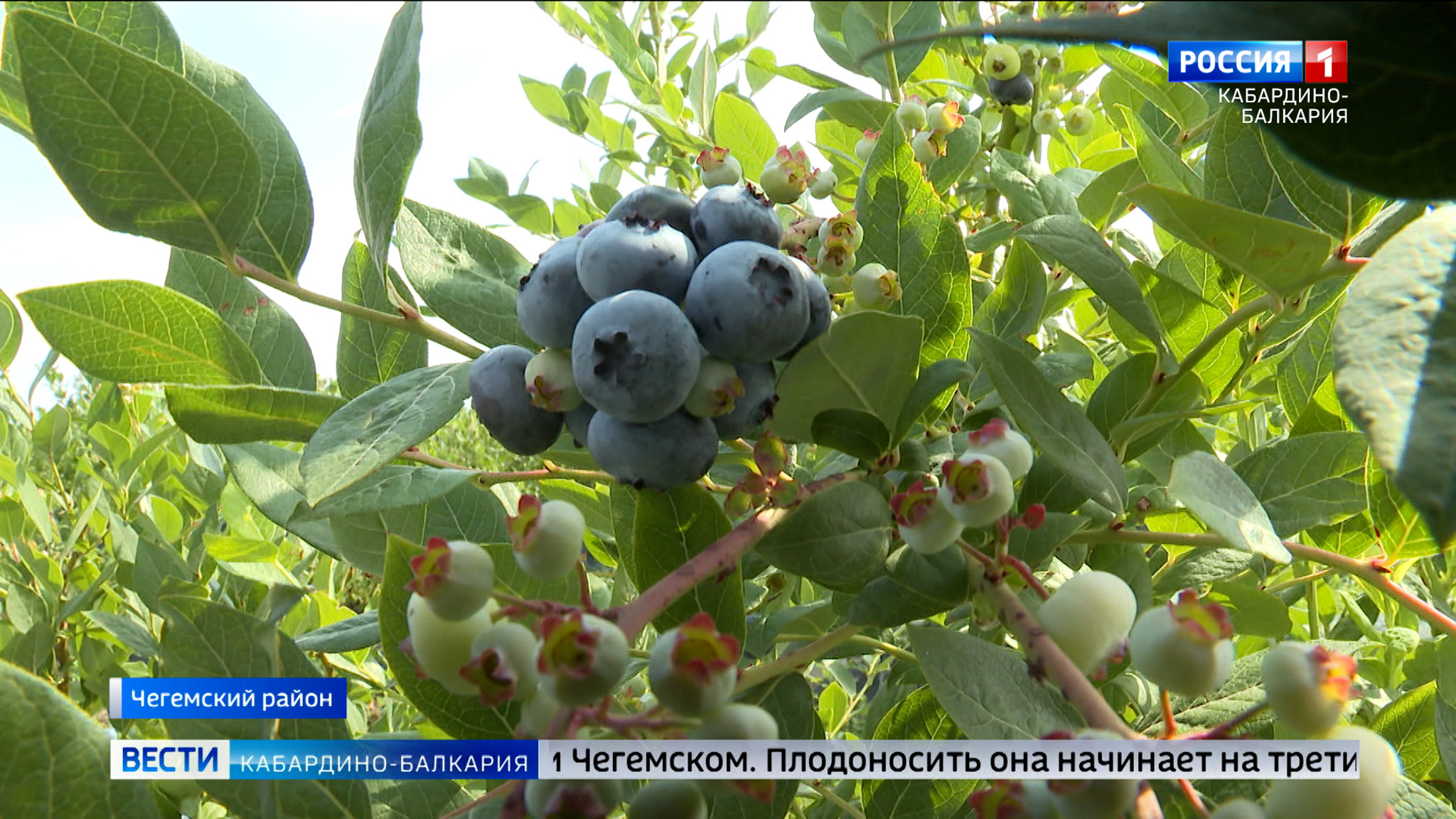 В КБР успешно выращивают голубику