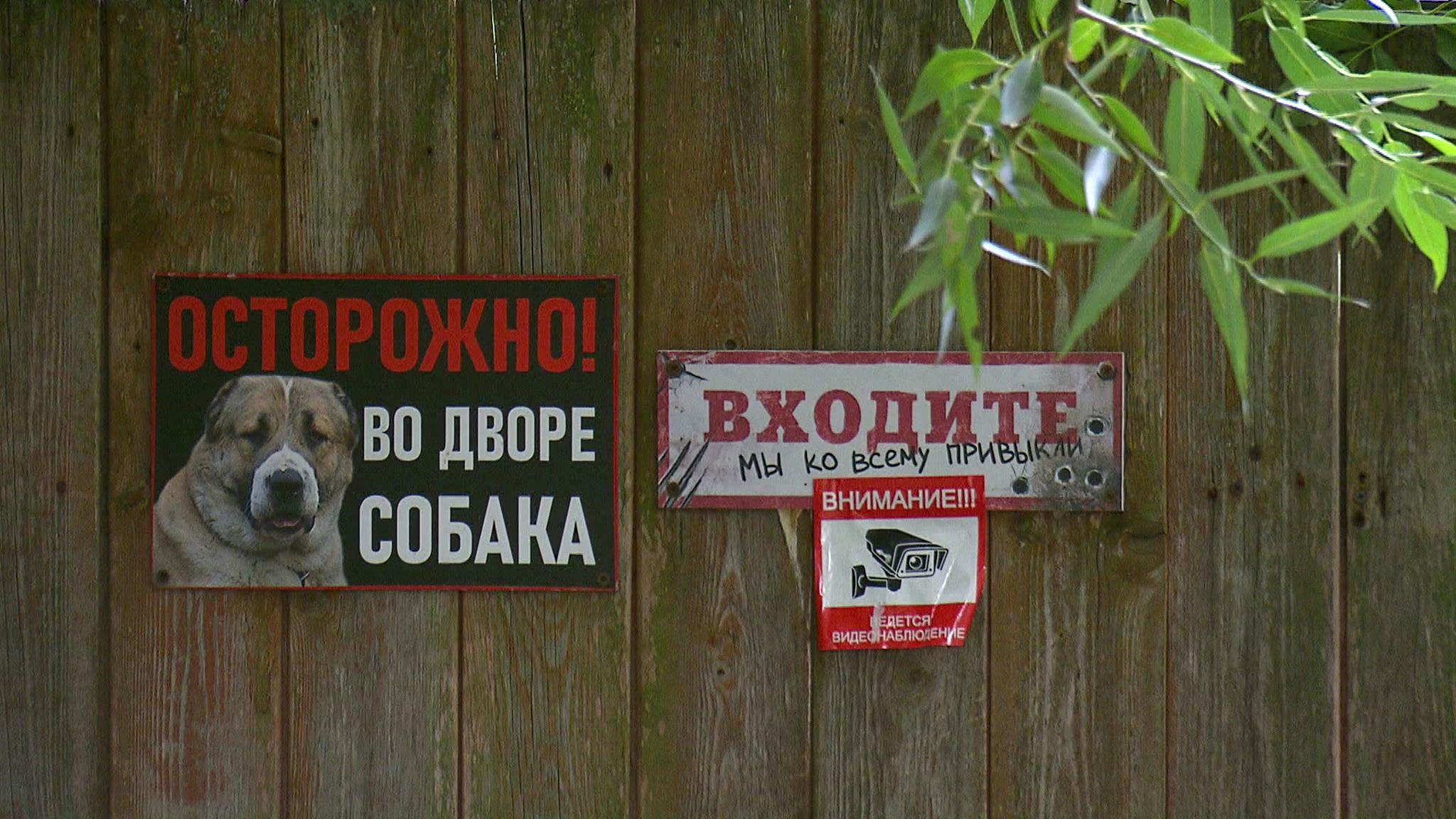 Жители подмосковного поселка требуют закрыть питомник для собак
