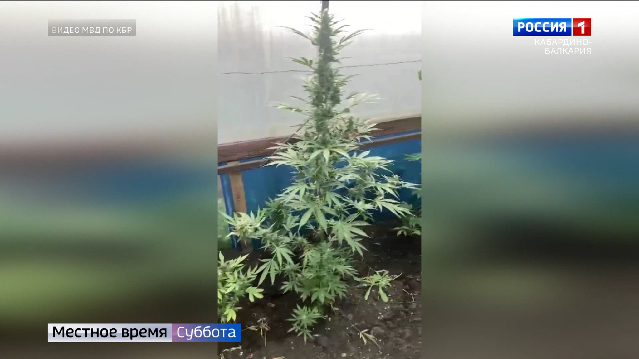 У жителя Черекского района нашли больше 50 кустов наркосодержащего растения