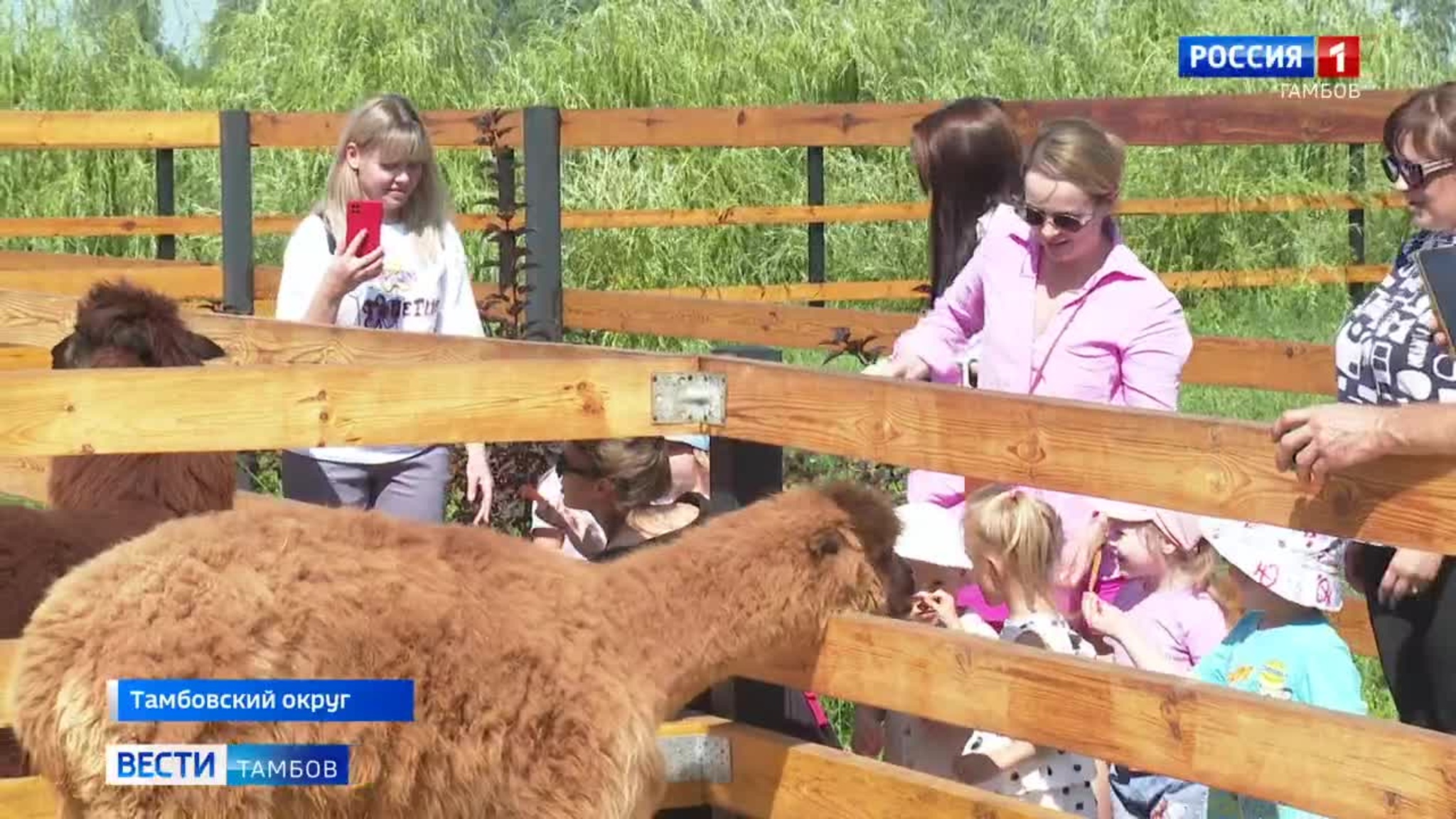 У Печеньки и Кофейка родился Эклерчик: в конной усадьбе появился малыш альпаки
