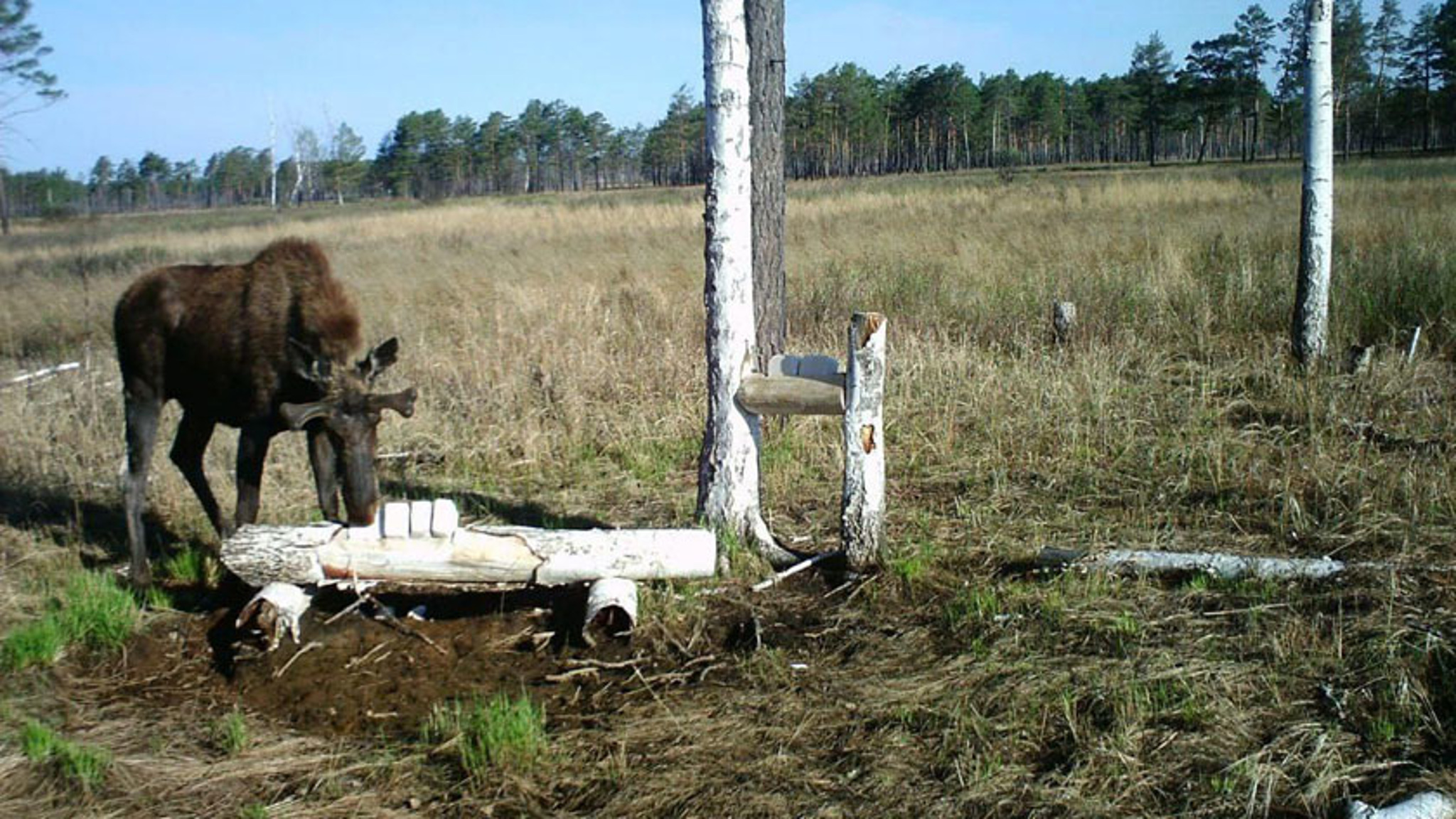 Любителей соли поймала фотоловушка в Бирминском заказнике