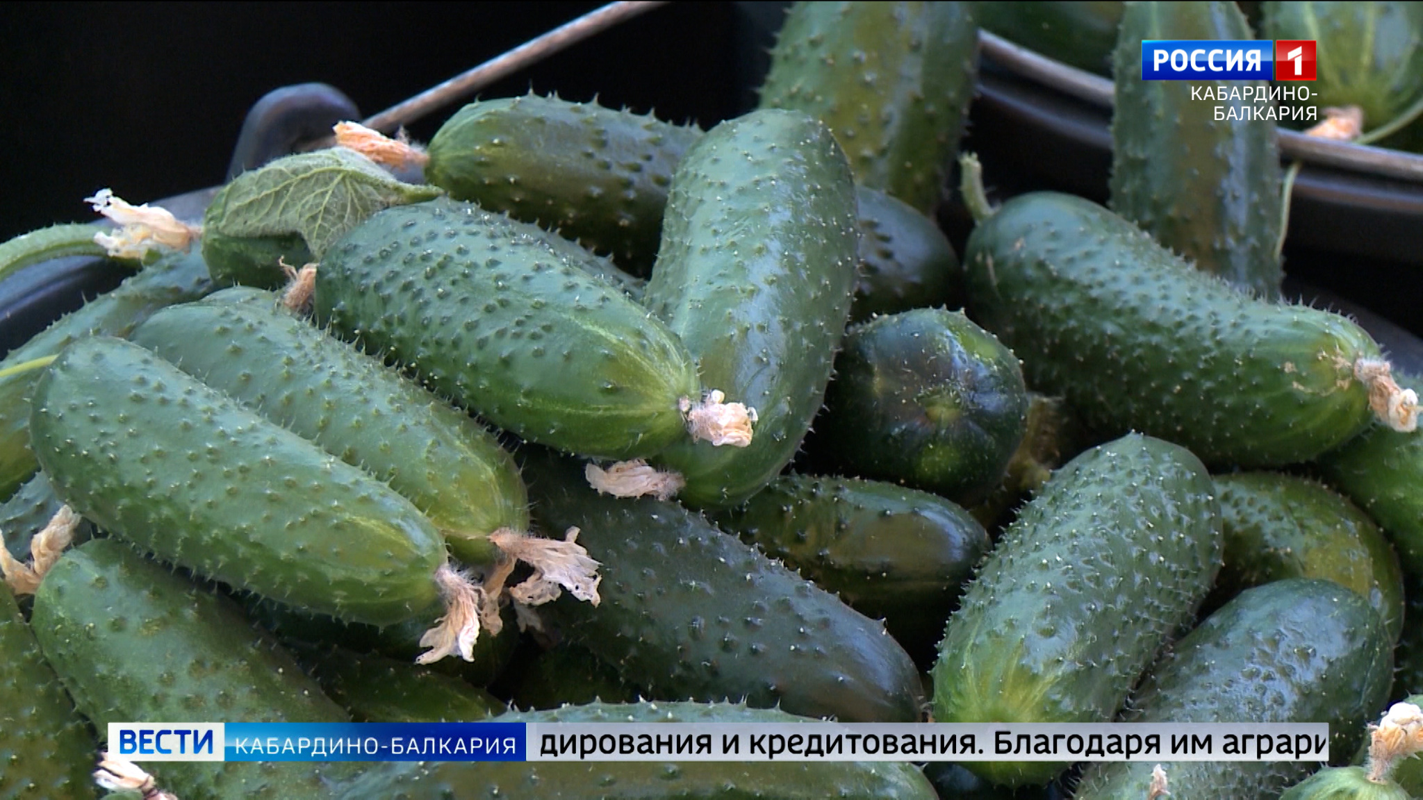 КБР занимает пятое место в России по производству овощей открытого грунта