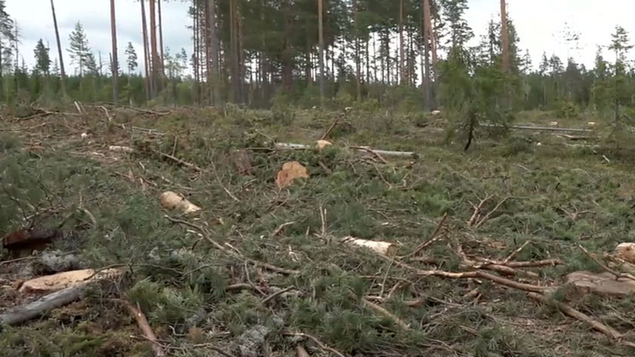 В Ленобласти пресечена деятельность "черных лесорубов"