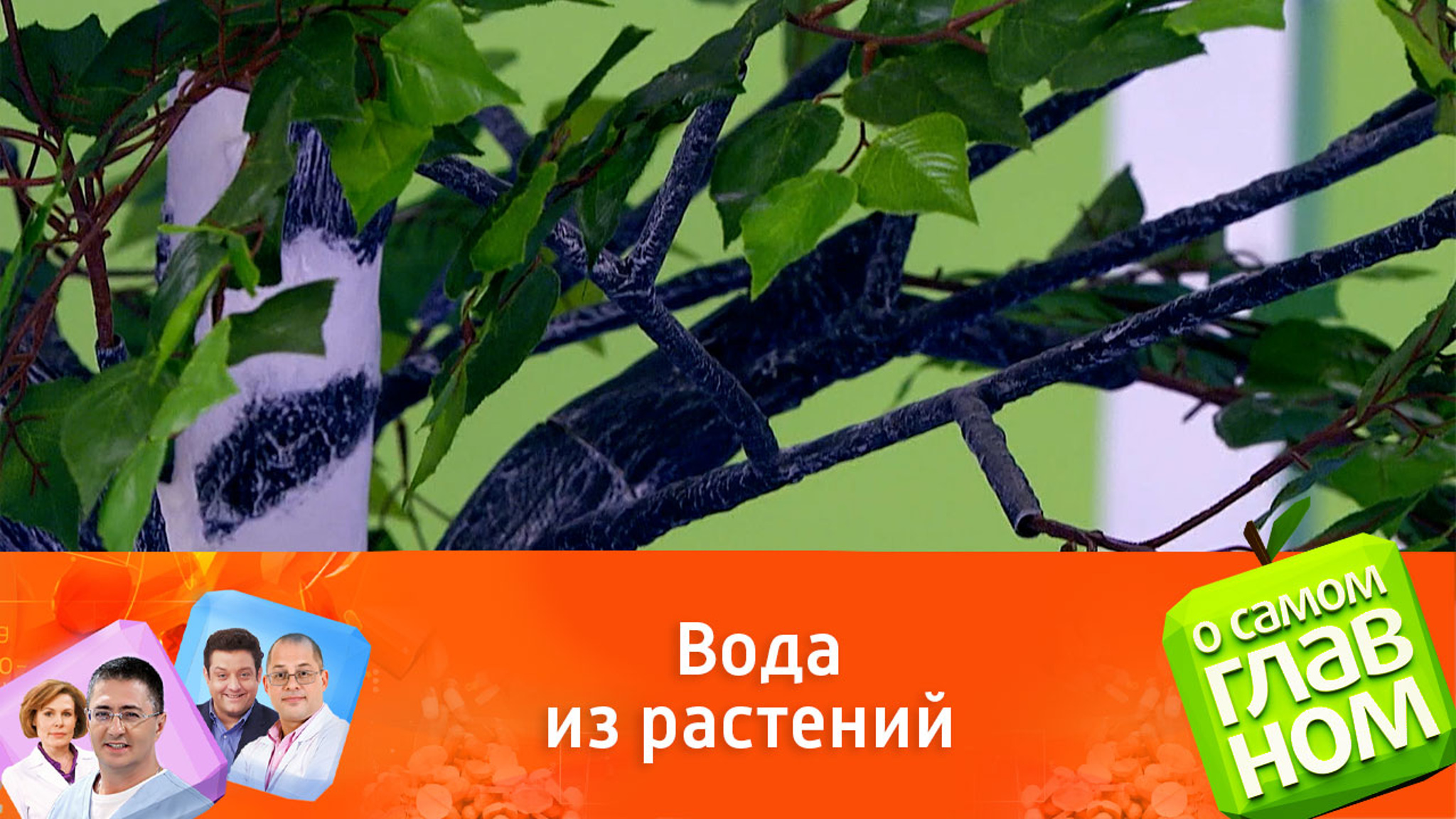 Совет биолога: как дерево может спасти человека от жажды в лесу