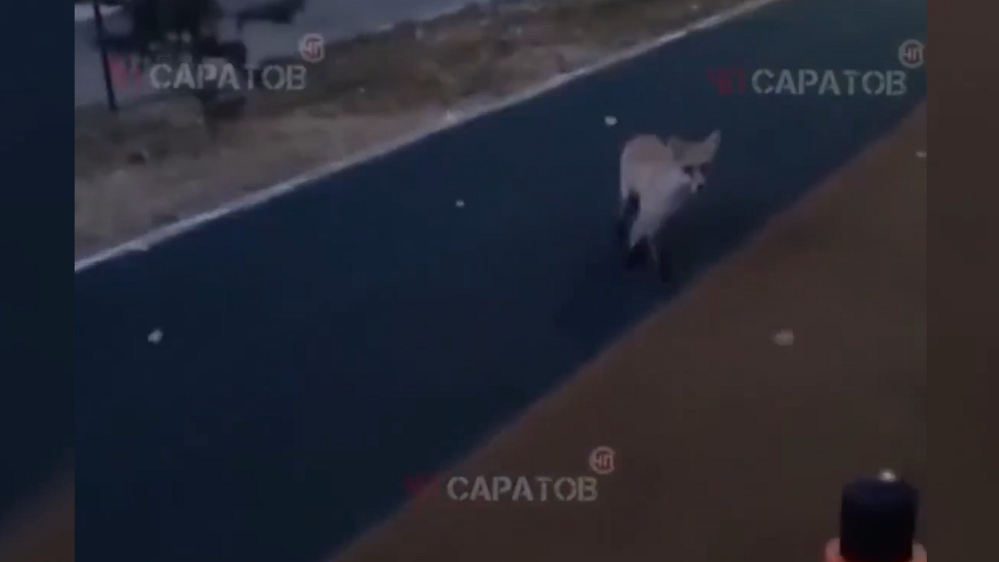 Лиса не давала саратовцам заниматься спортом на площадке у ФОКа "Звездный"