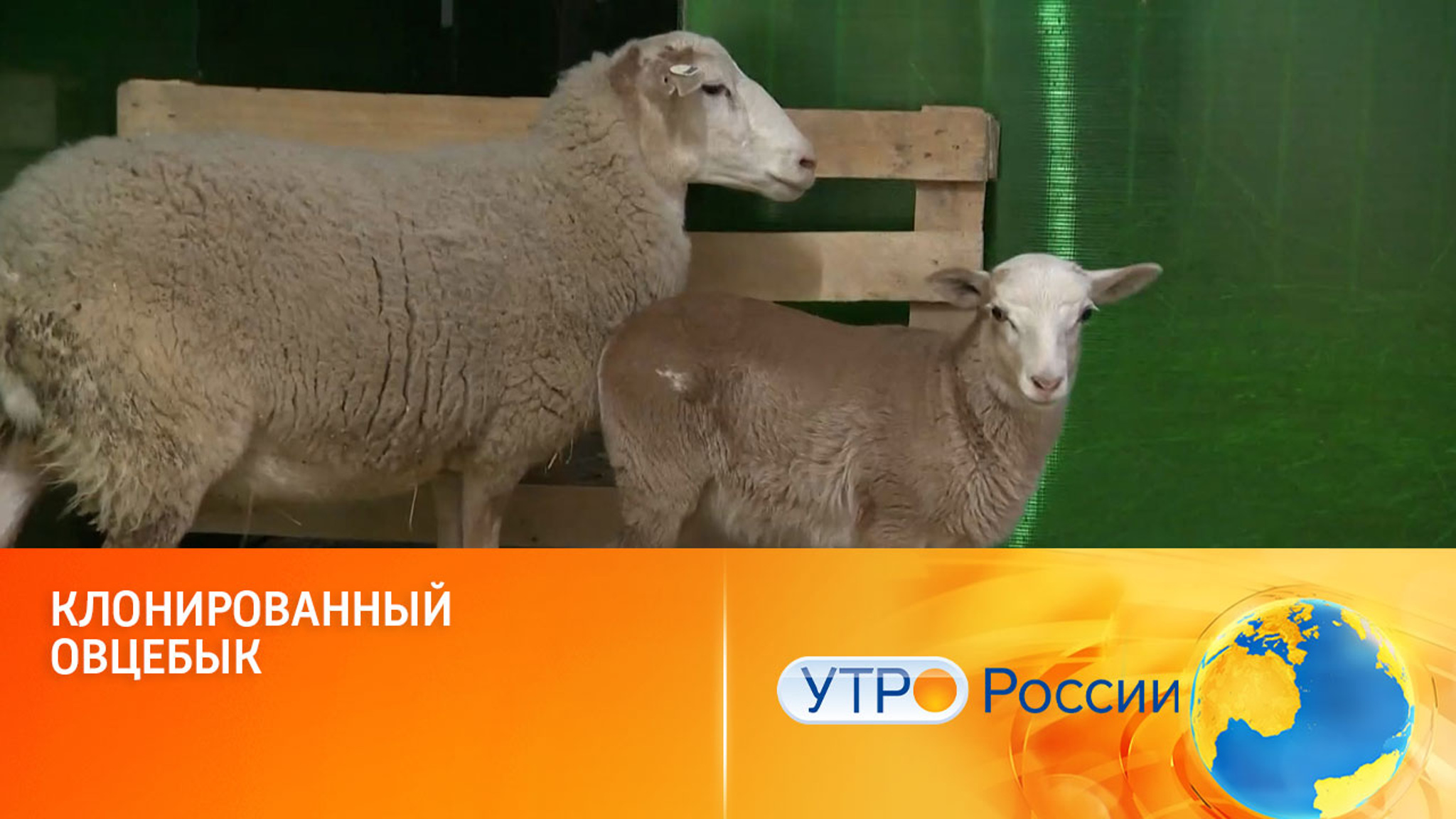 От клонированного ягненка удалось получить потомство