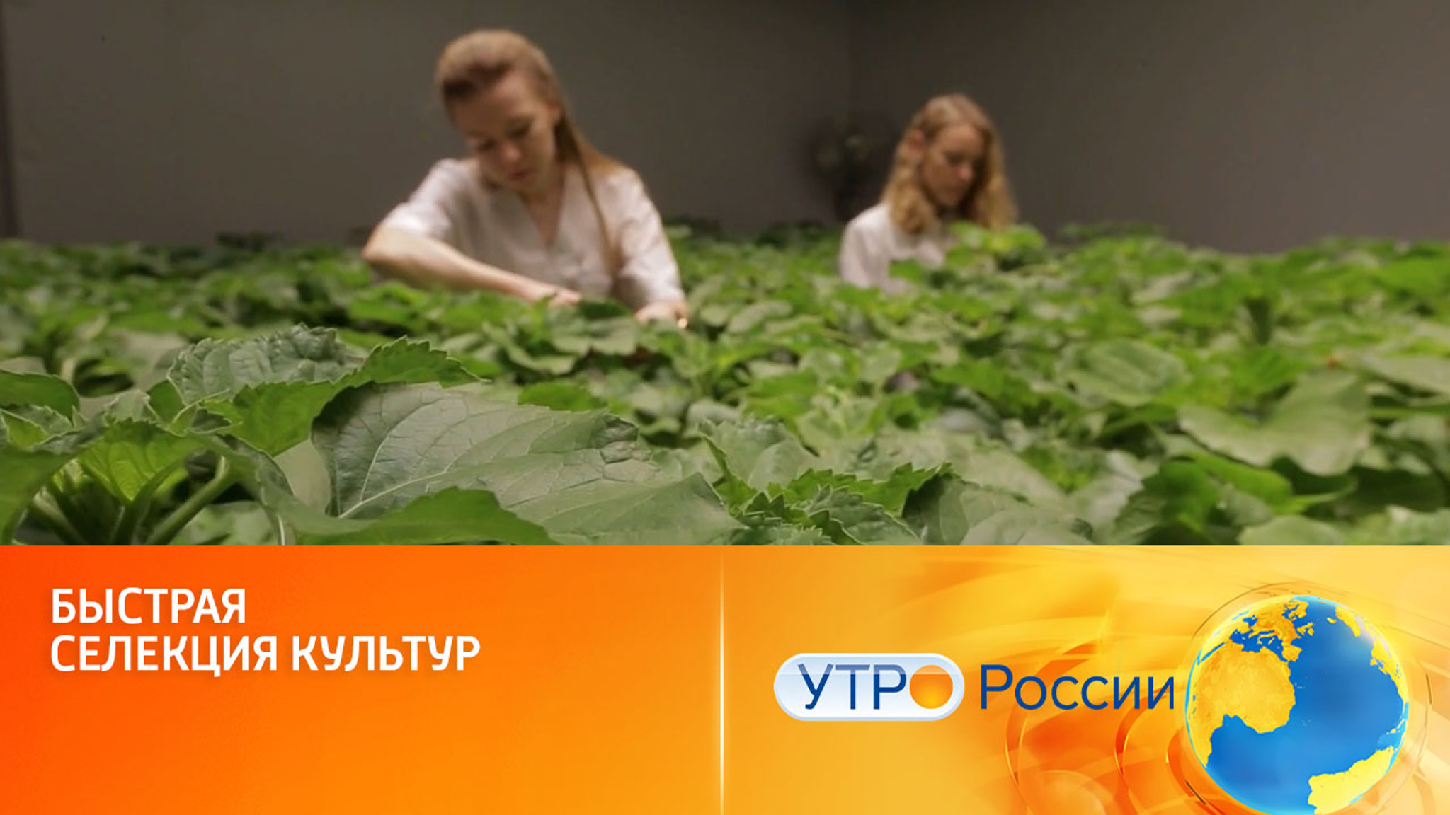 Появляются высокотехнологичные продукты питания