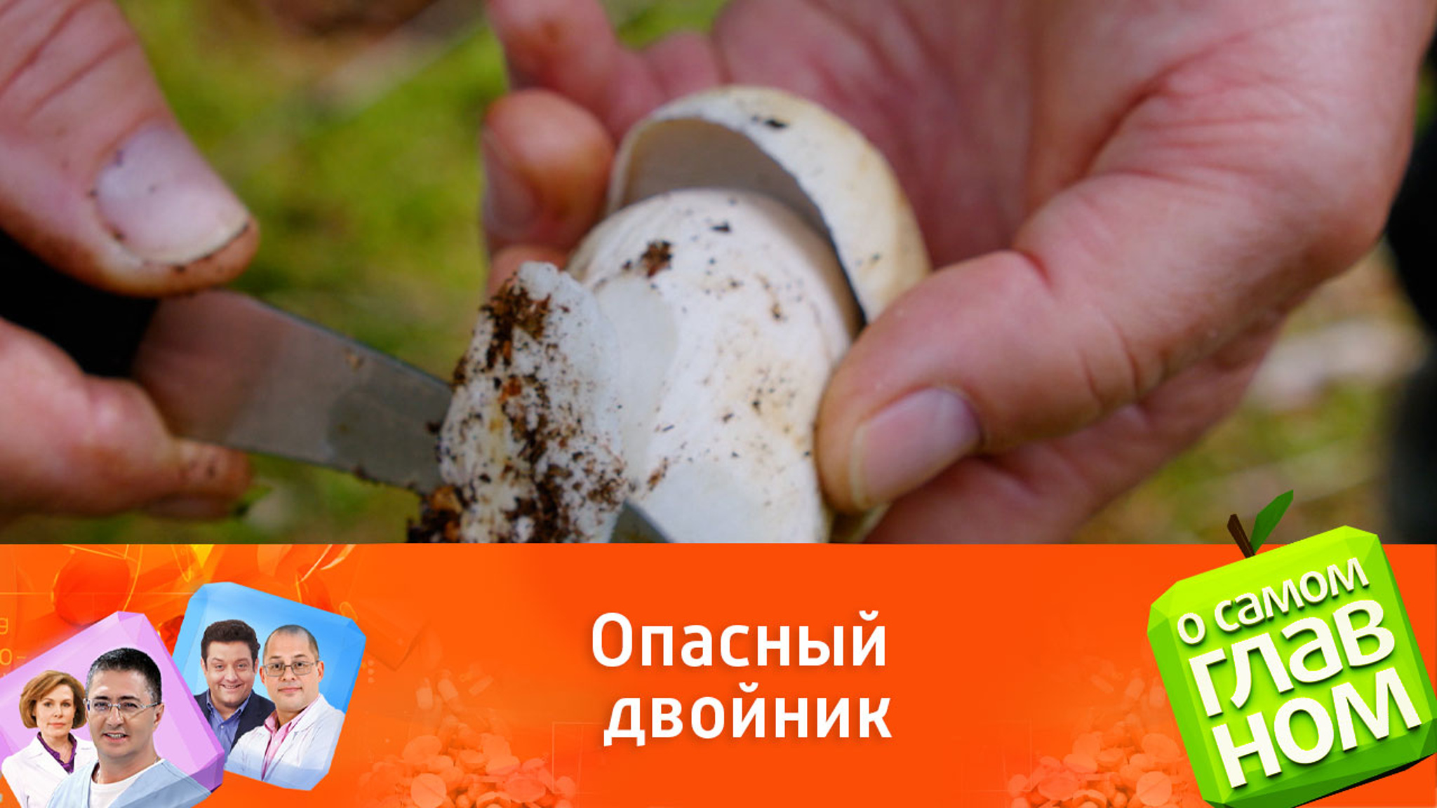 Биолог Баранова объяснила, как отличить сатанинский гриб от белого