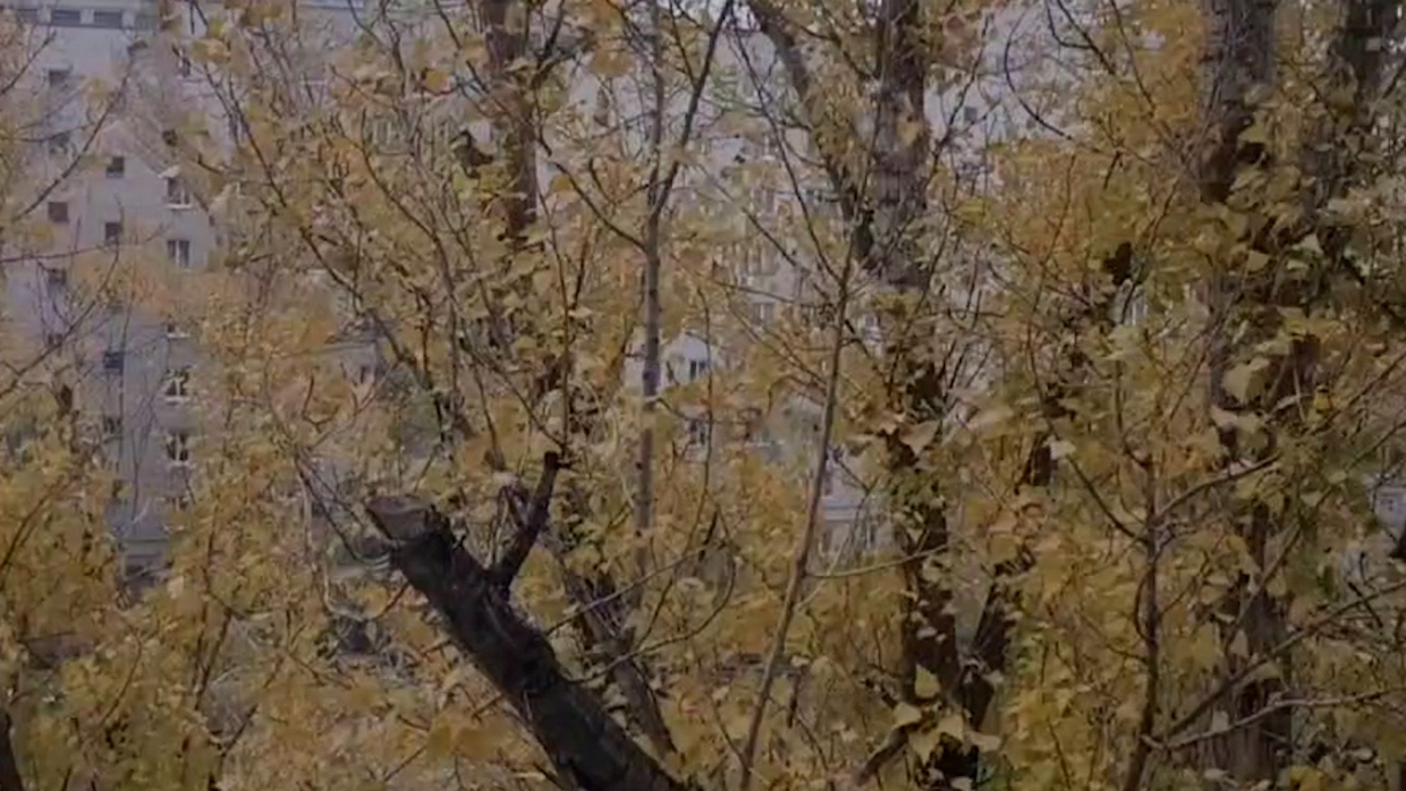 Заметает землю: первый снег в Волгограде сняли на видео