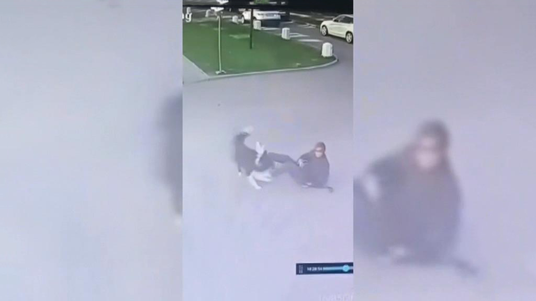 Питбуля отобрали у неадекватного хозяина и отдали на перевоспитание