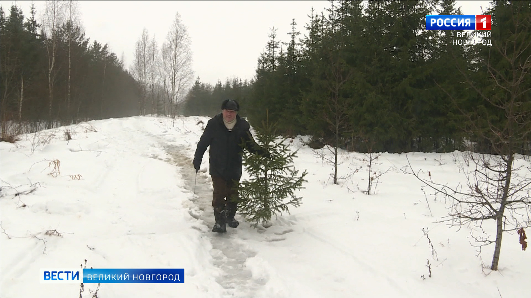 В лесхозах Новгородской области заготовили почти три тысячи ёлочек