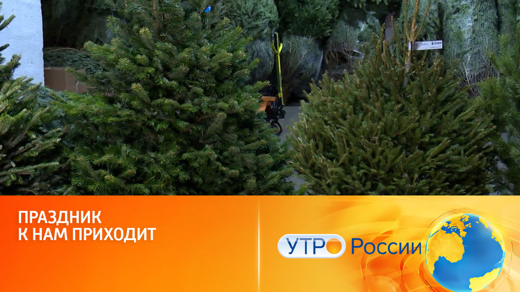 Как выбрать новогоднюю елку