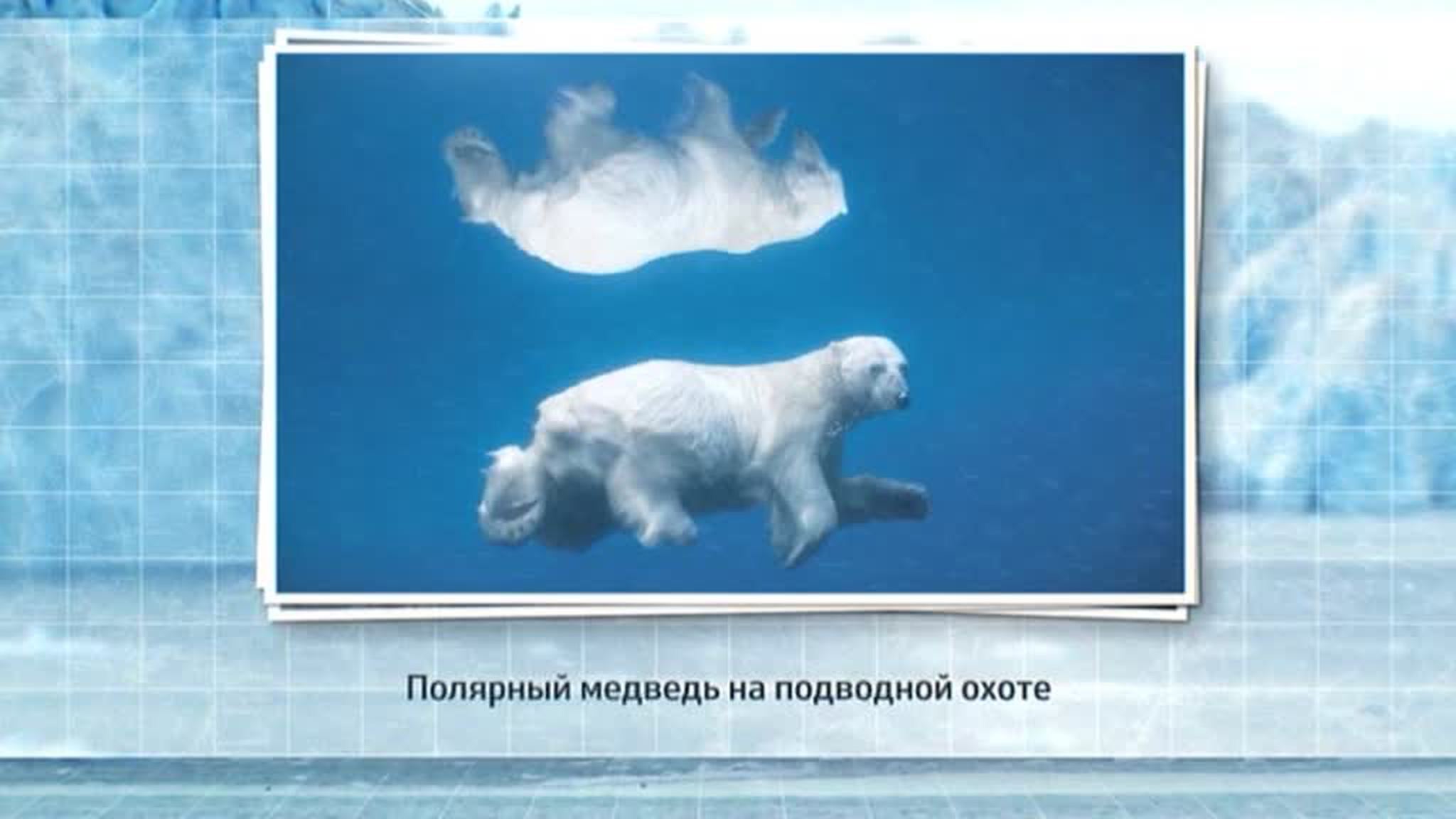 Природа Арктики в картинках