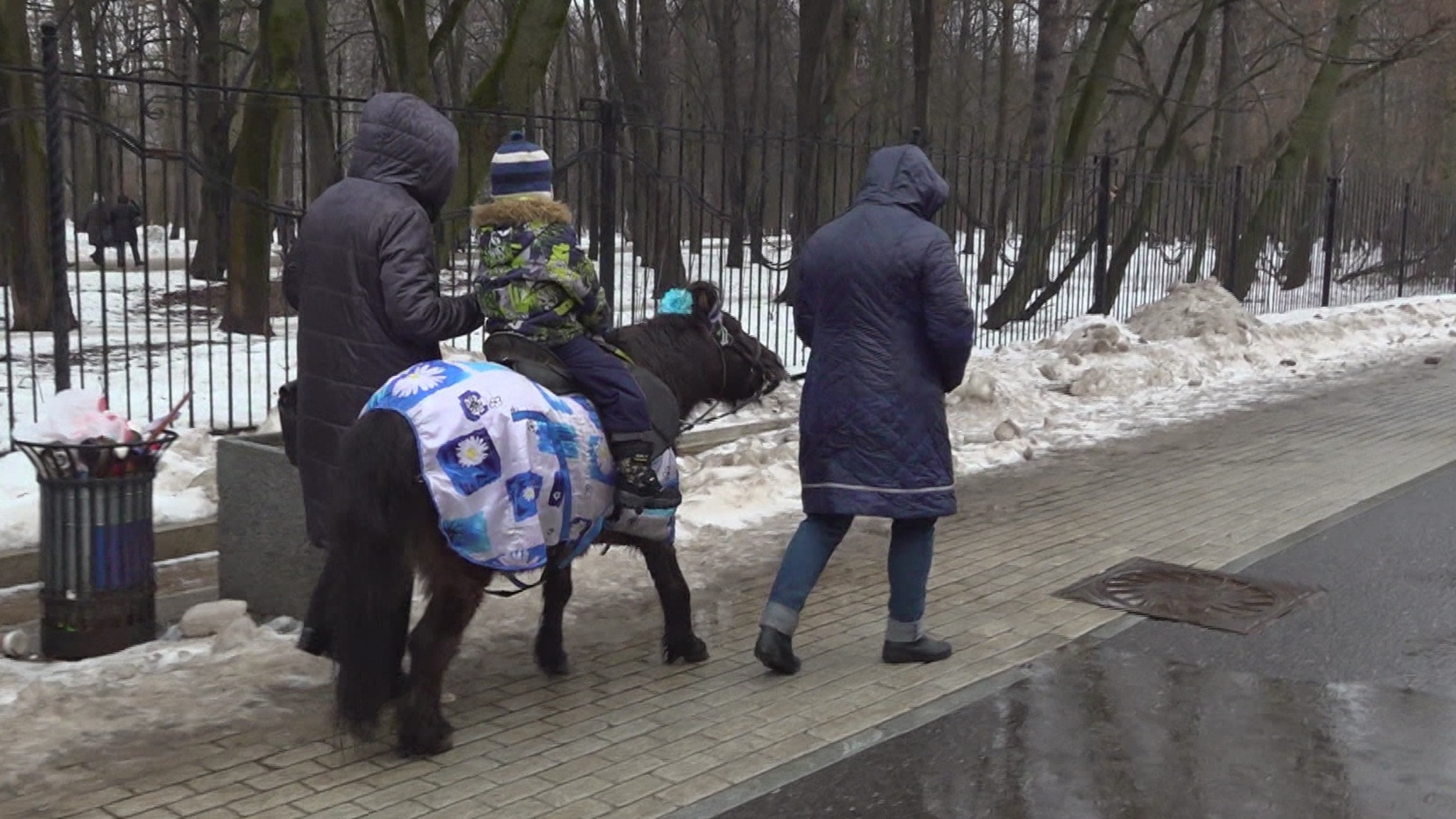 Волонтеры подыскивают место для пожилых пони из парка Дубки