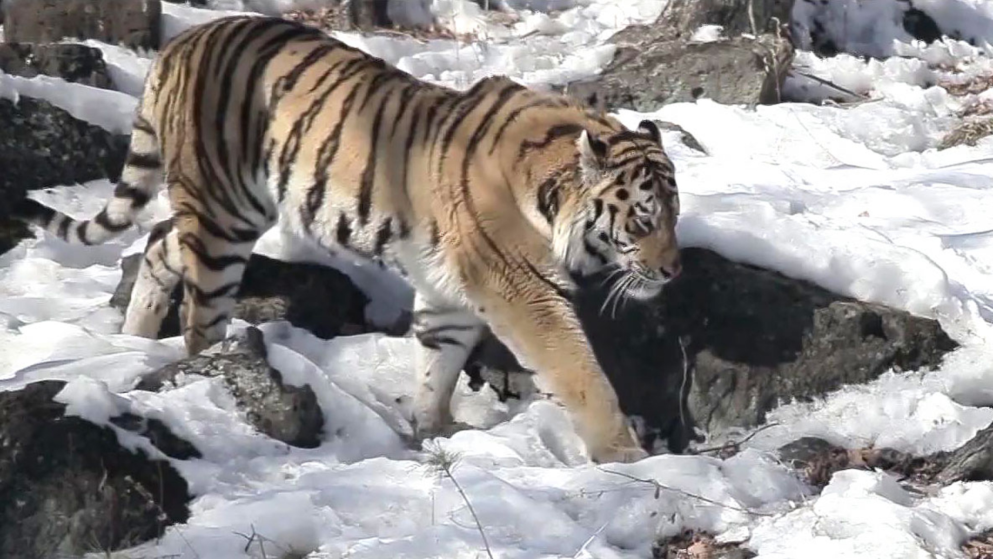 Голодные тигры держат в страхе жителей Приморья