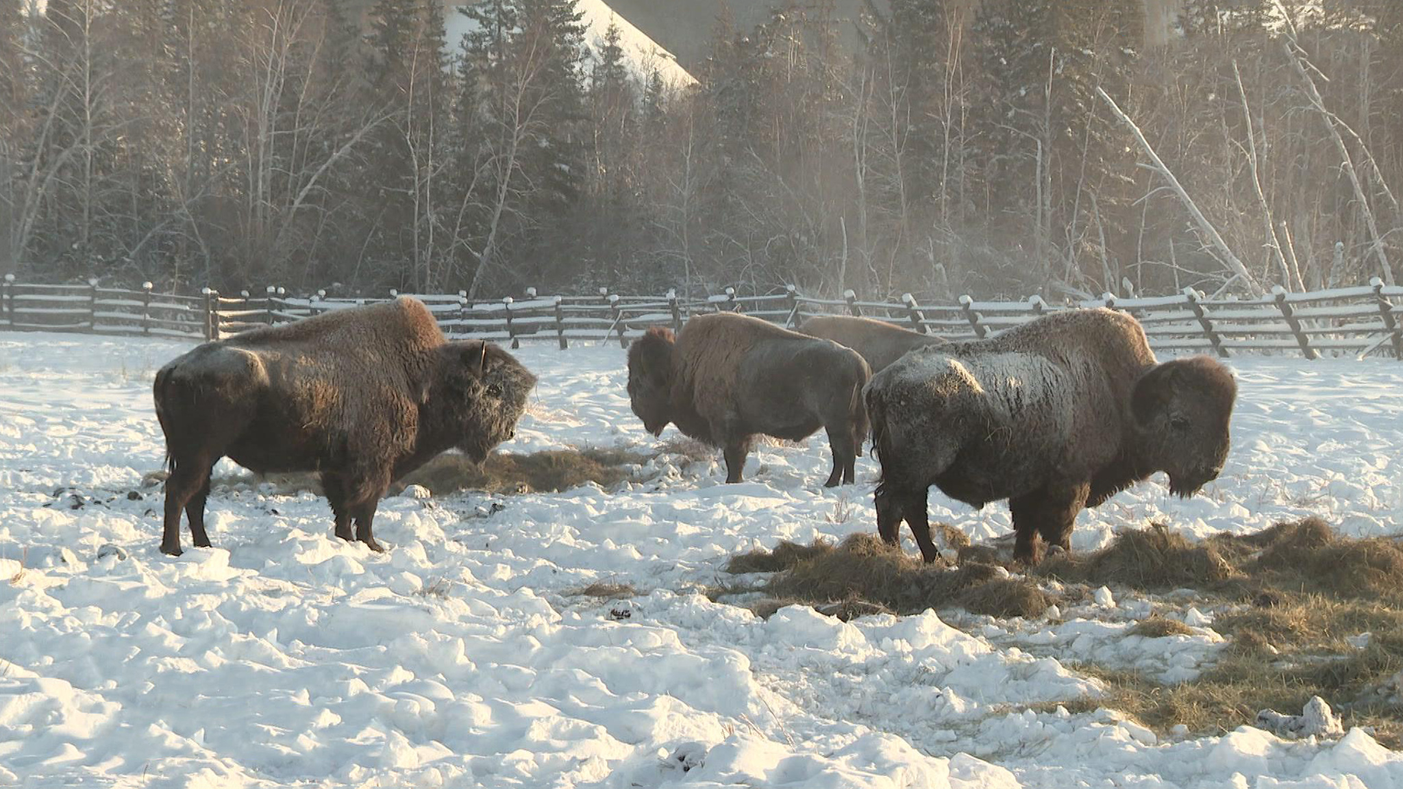 Бизоны проходят реакклиматизацию в Якутии