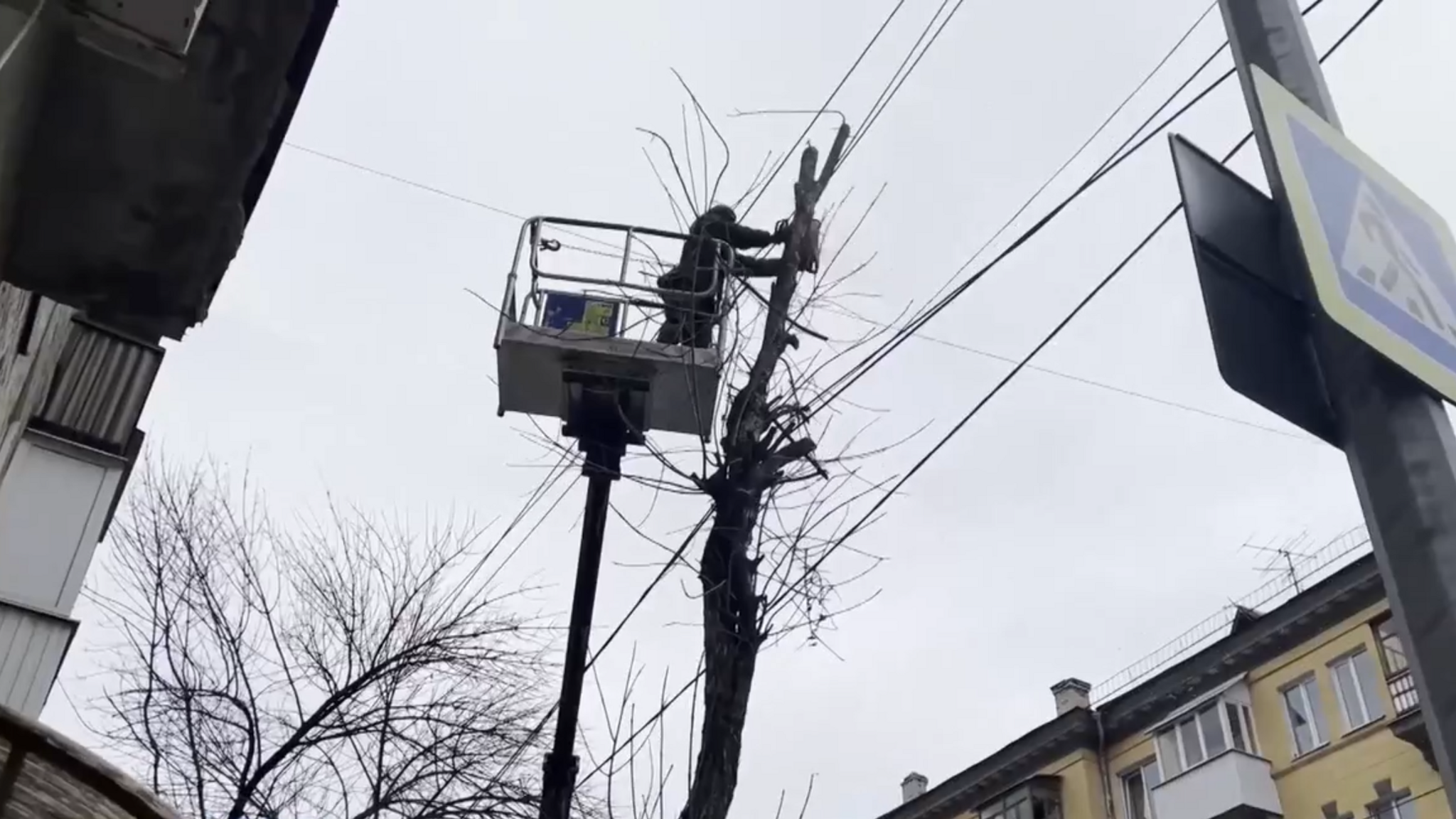 Вдоль улицы Чапаева массово срубают деревья