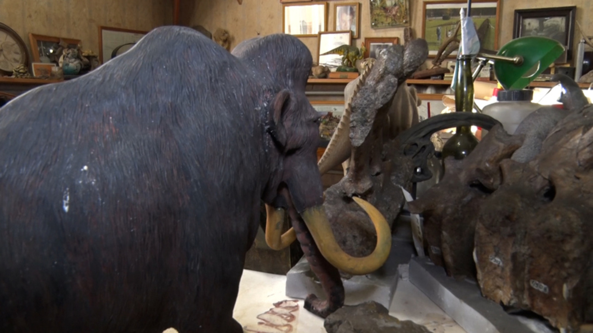 Ценность из вечной мерзлоты: как бивни мамонта переправляют через Благовещенск в Китай