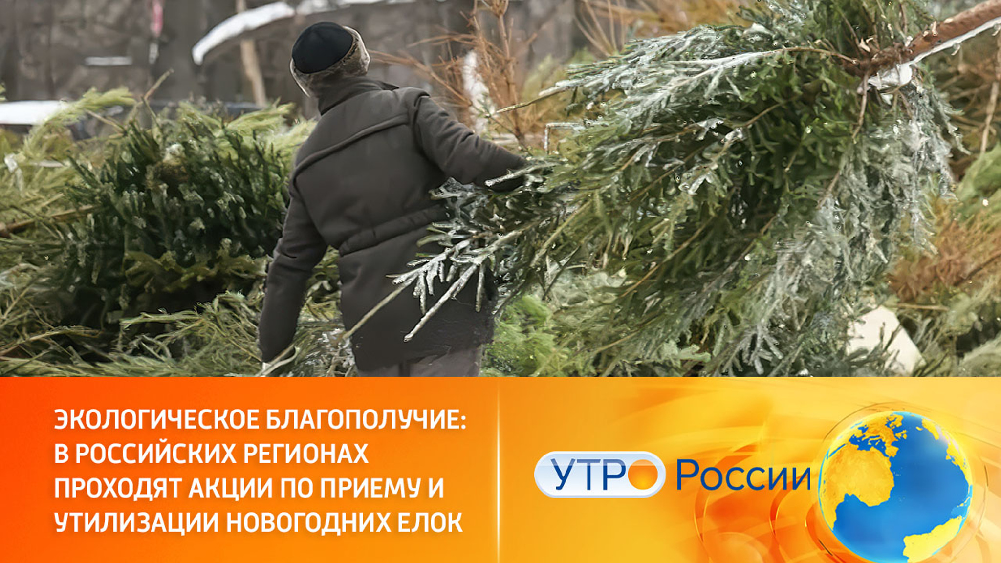 В регионах открыли пункты по приему на переработку елей и сосен