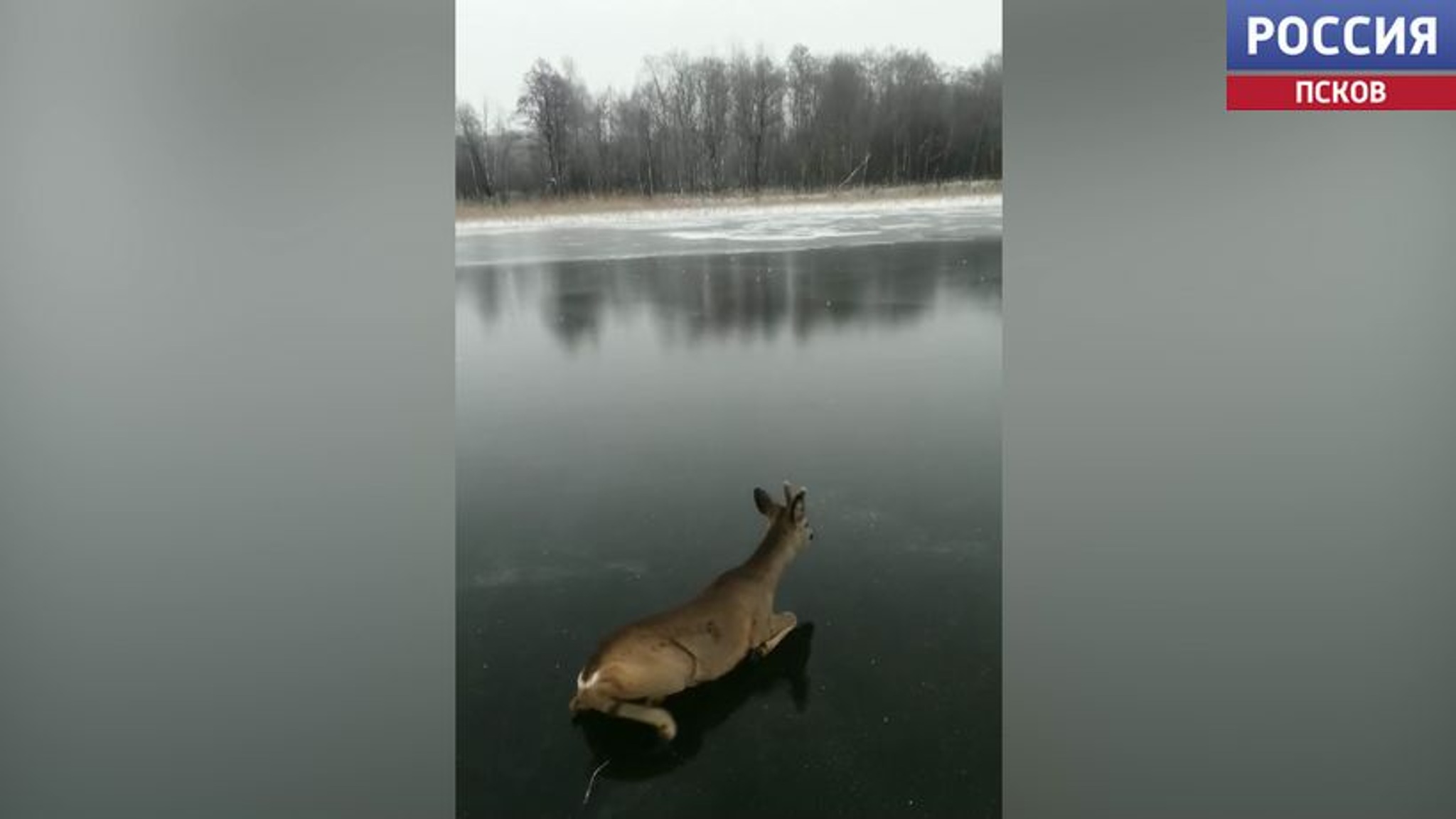 В Невельском районе мужчина спас косулю