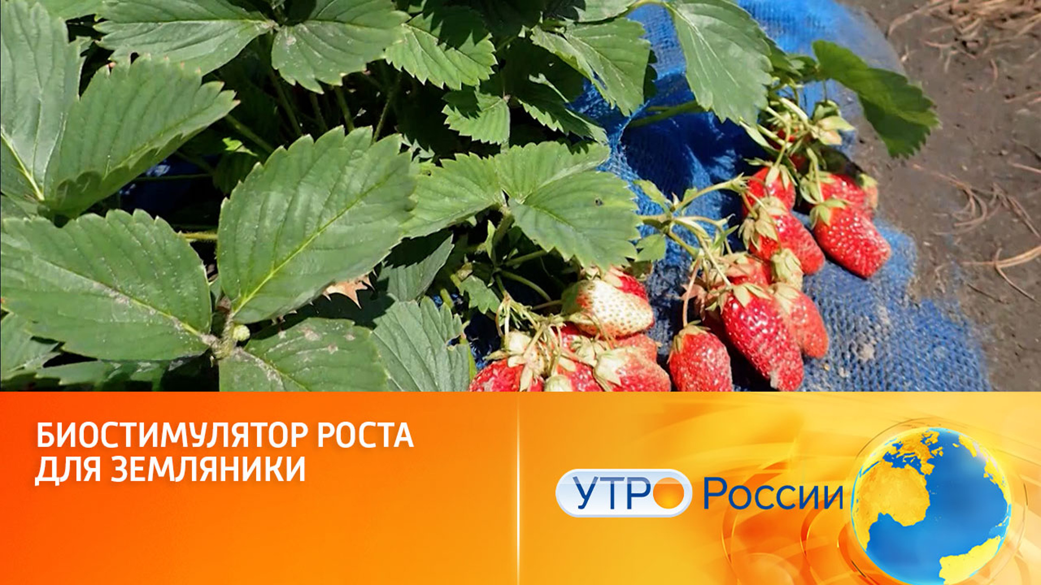 Российским химикам удалось ускорить рост земляники
