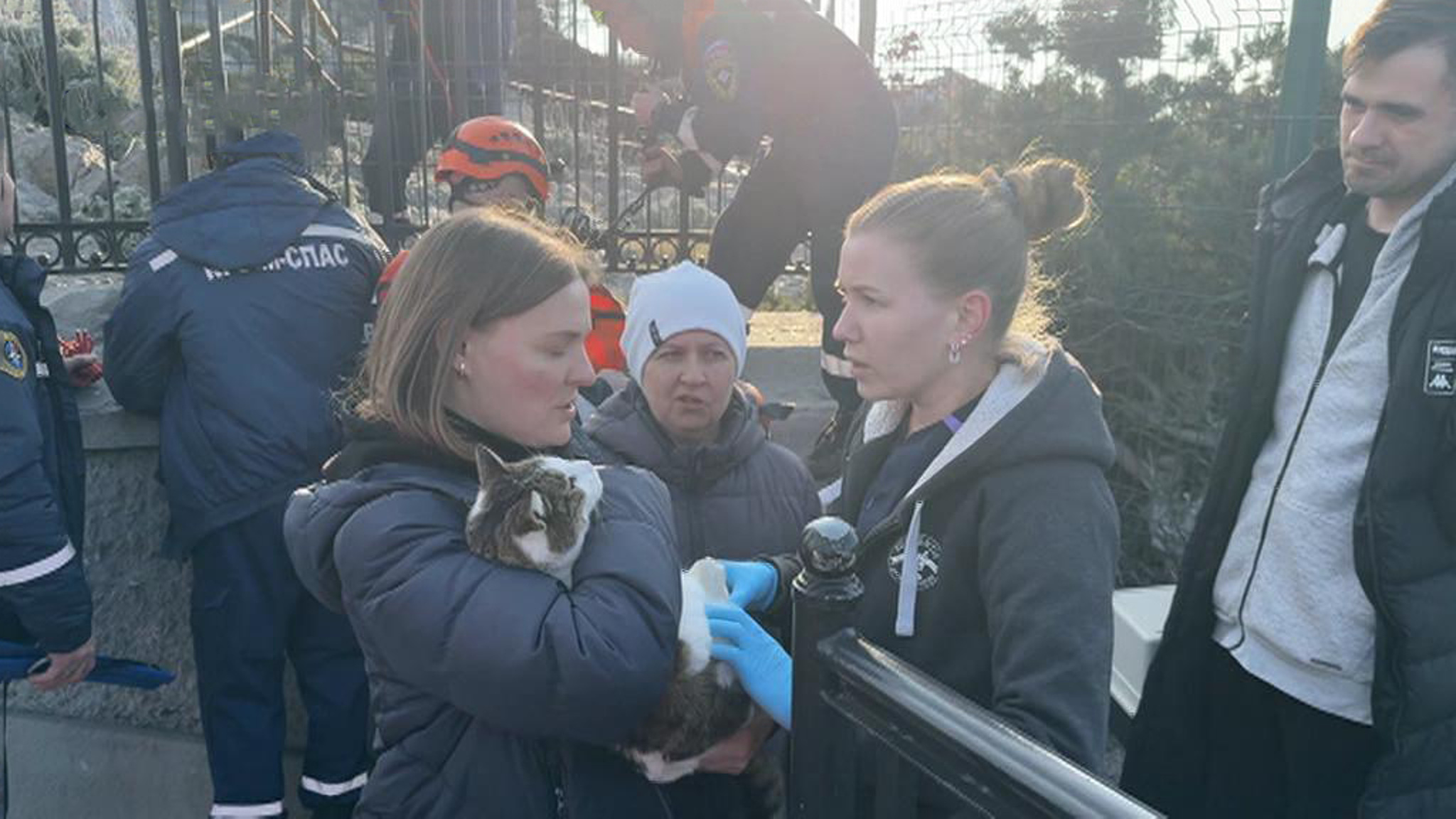Сброшенную со скалы кошку Мусю нашли живой и невредимой