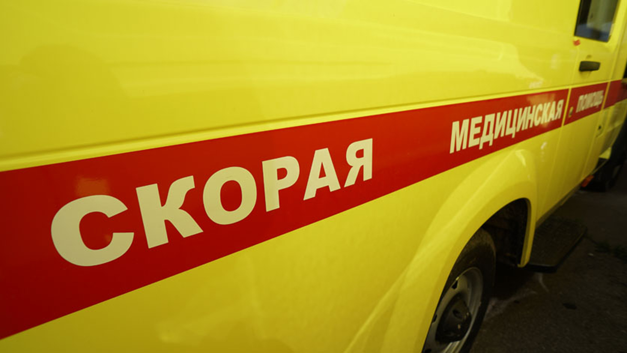 Домашний алабай напал на ребенка в Завитинске: заведено уголовное дело