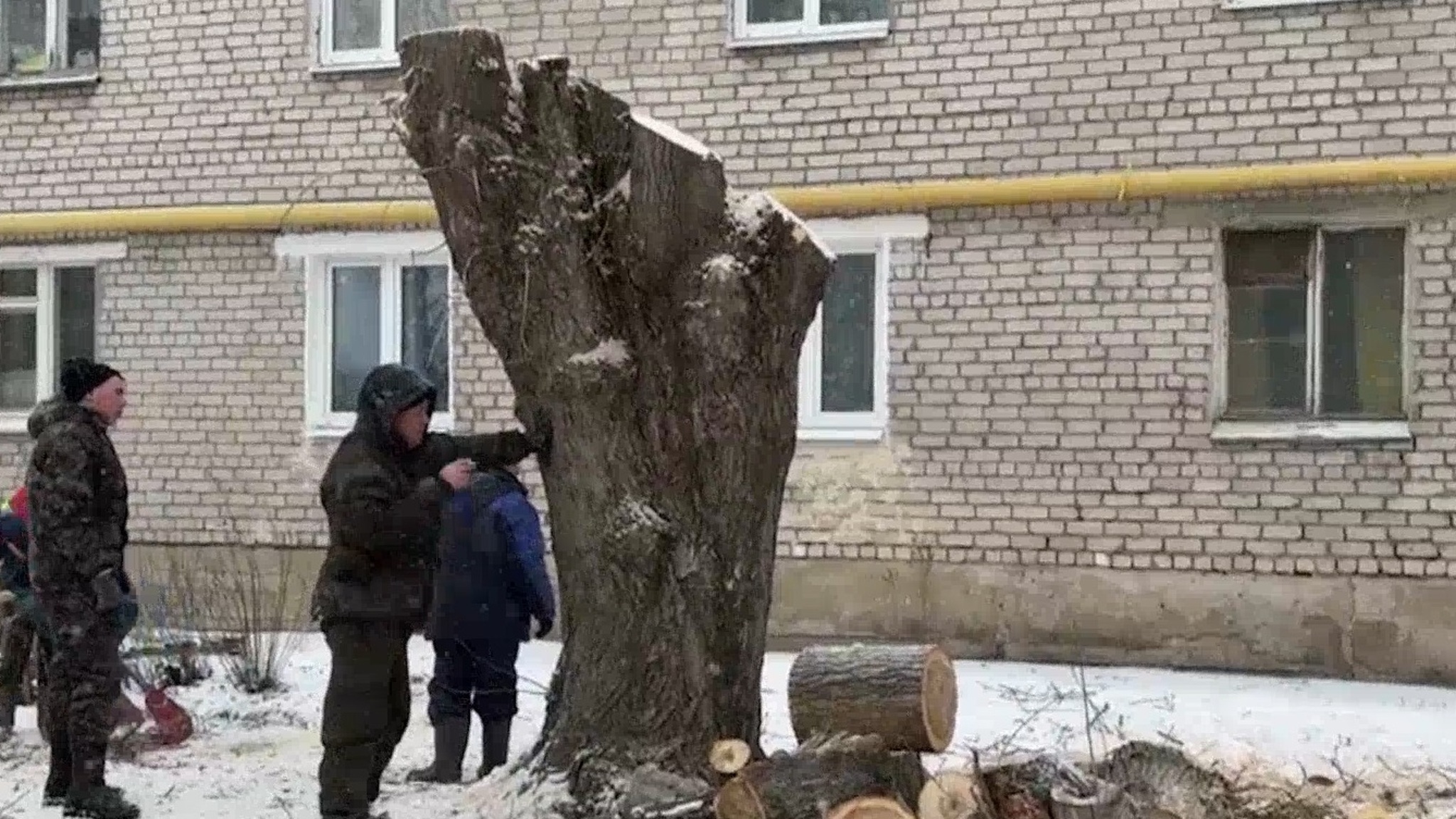 По просьбам горожан в йошкар-олинском микрорайоне Ширяйково спилили старый тополь у детской площадки