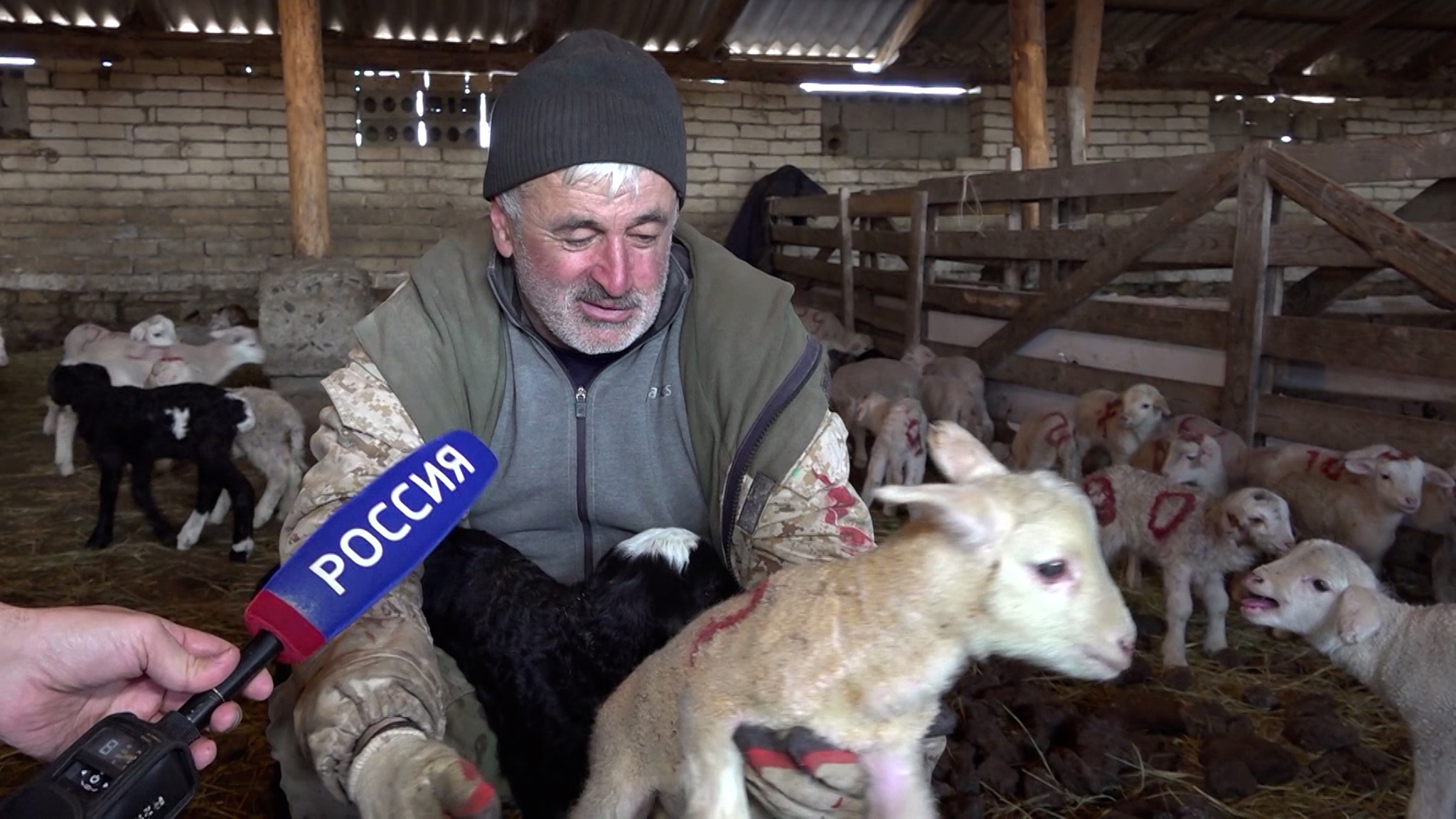 Знаменитой дагестанской баранины в этом сезоне будет много