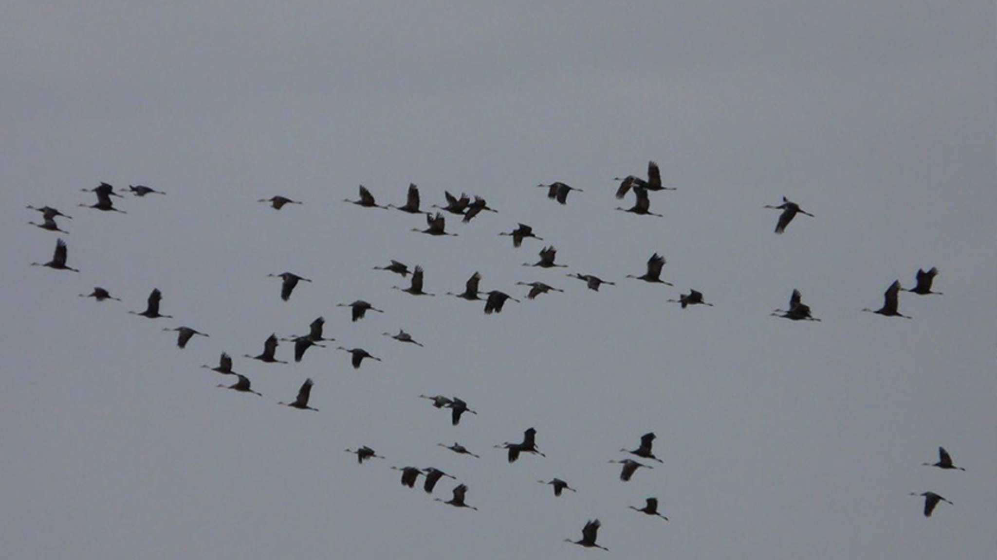 Дальневосточные аисты скоро вернутся в Приамурье после зимовки