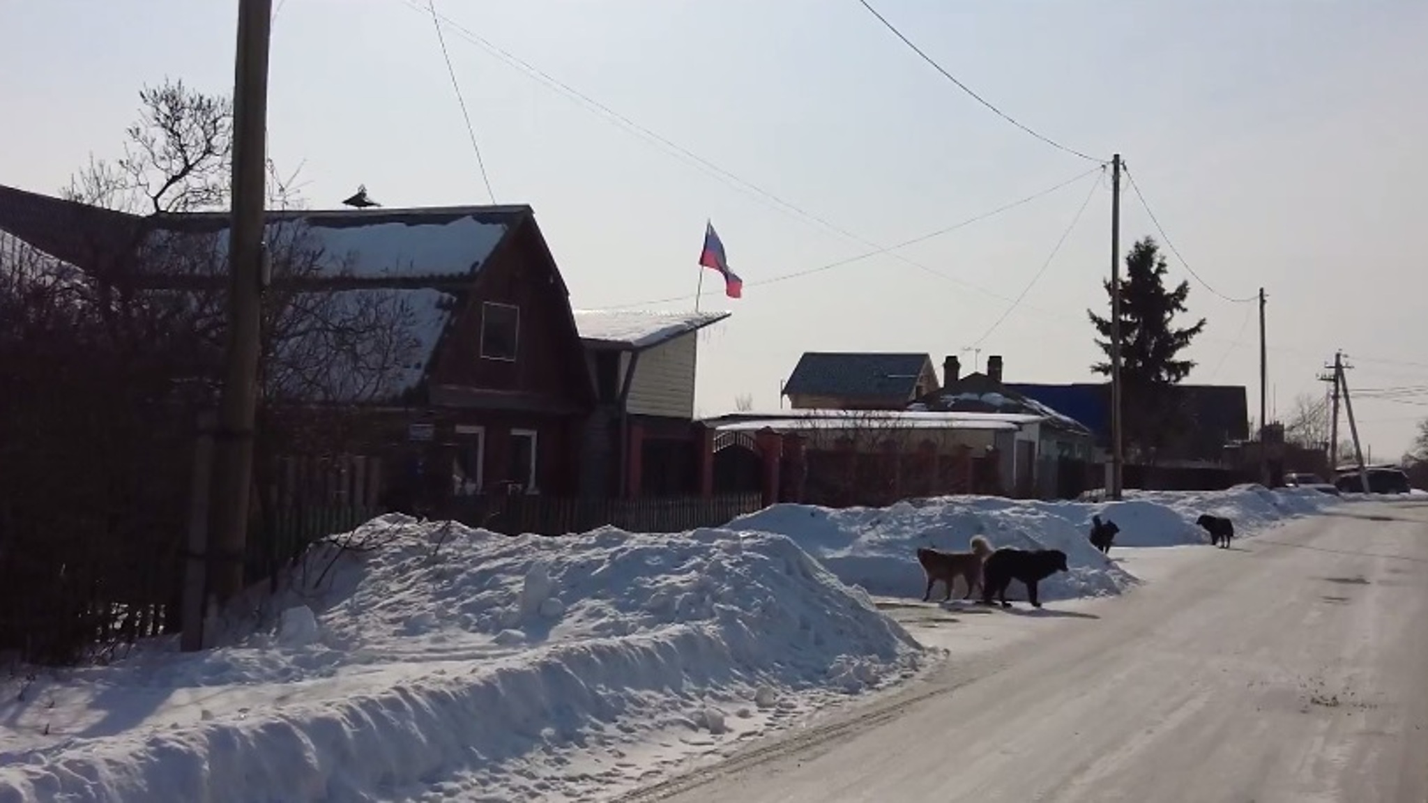 Жители тюменского села обеспокоены количеством бродячих собак