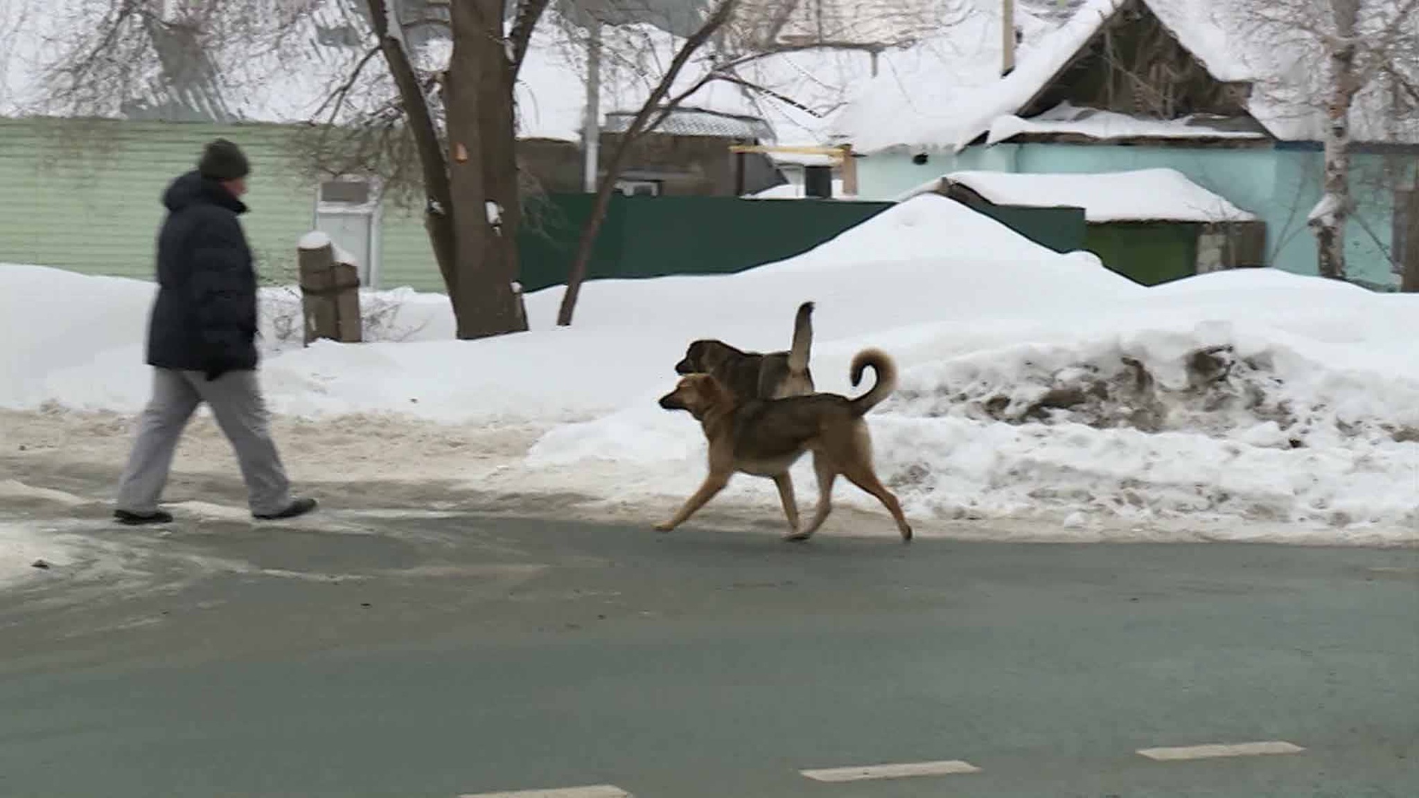 За агрессию питомца теперь ответит его хозяин