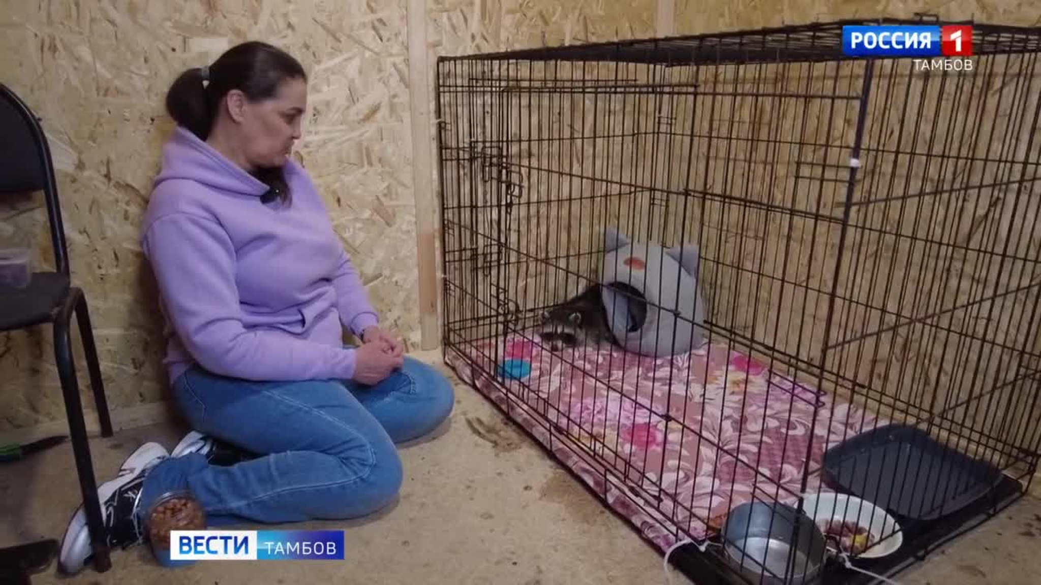 Енот Нюша ближайшие две недели пробудет на карантине