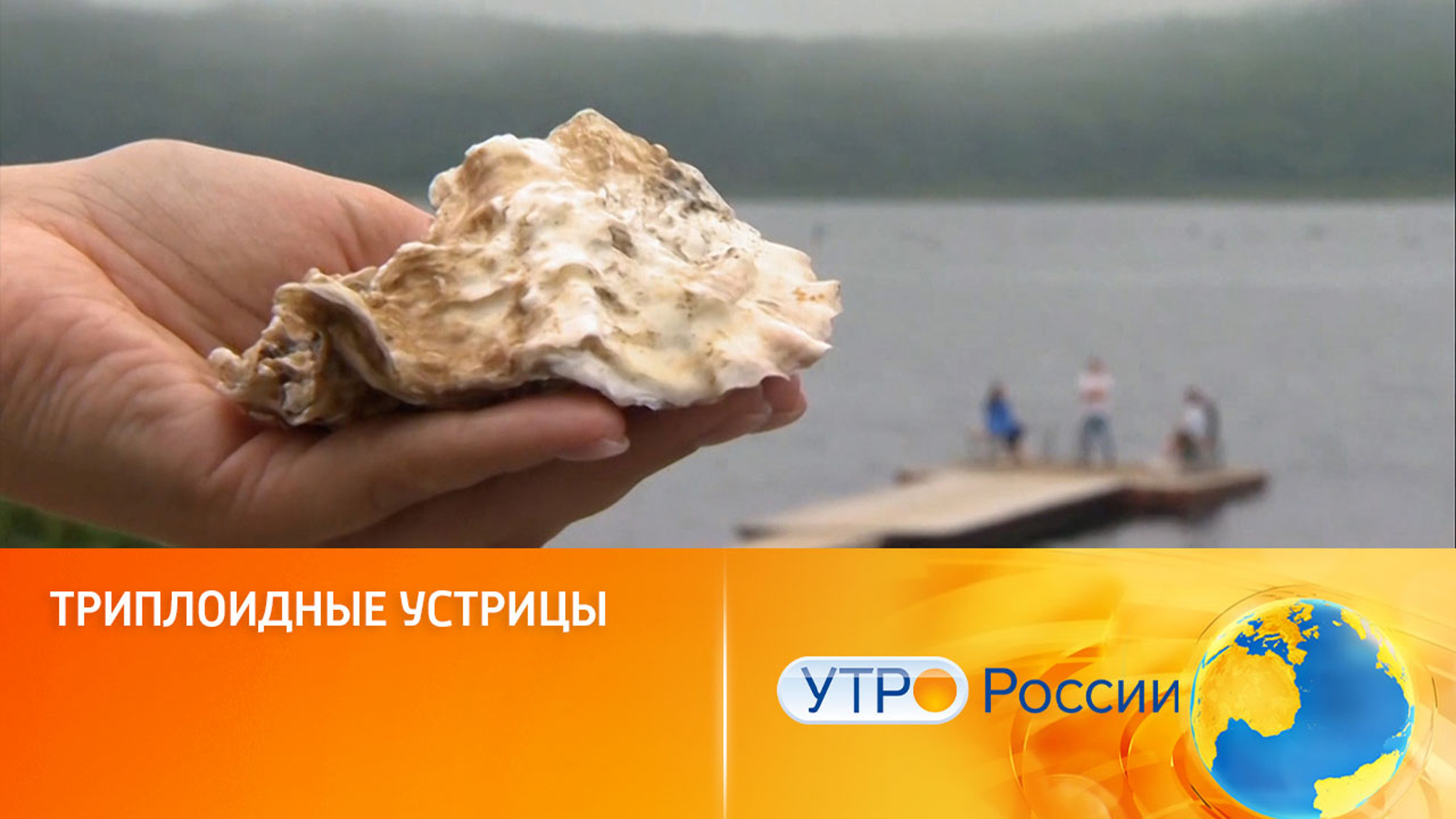 Разведение триплоидных устриц