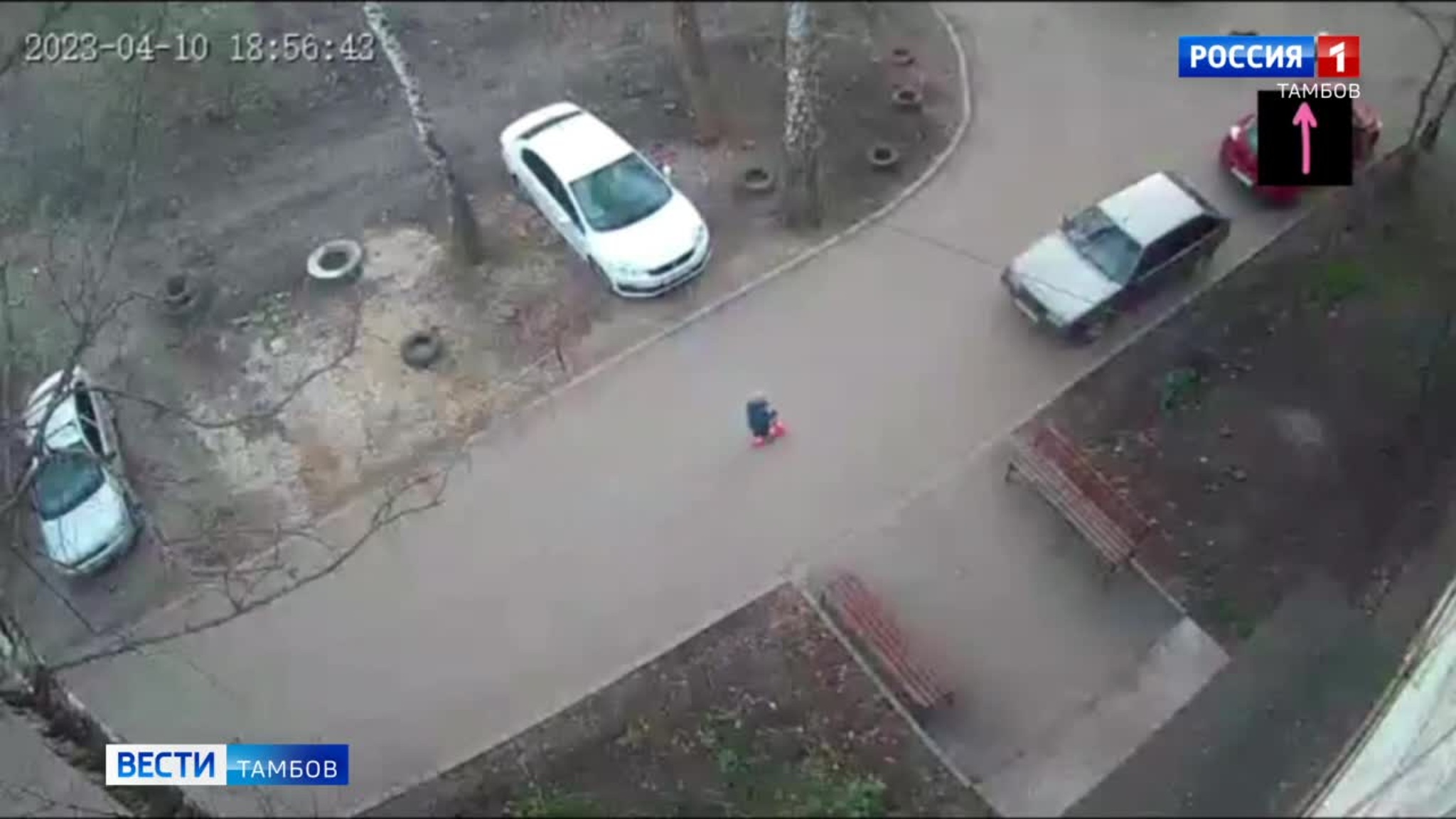 В Тамбовской области планируют увеличить количество приютов для бездомных животных