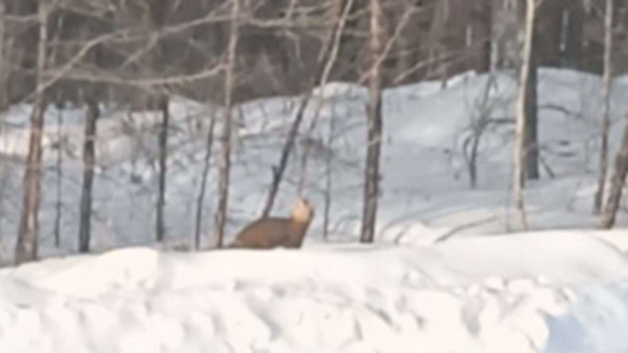 Забайкальский егерь снял на видео соболя