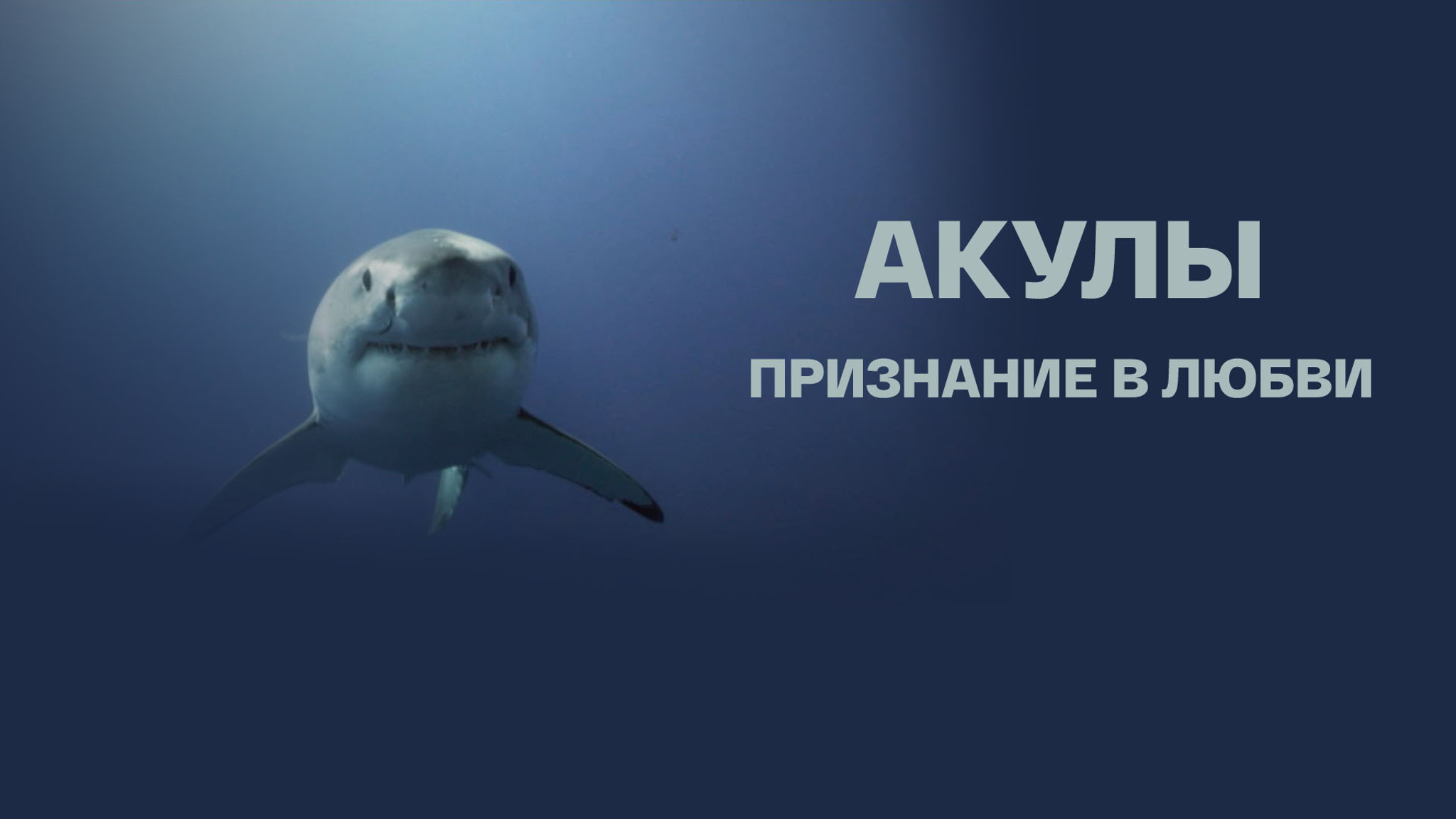 Акулы – признание в любви
