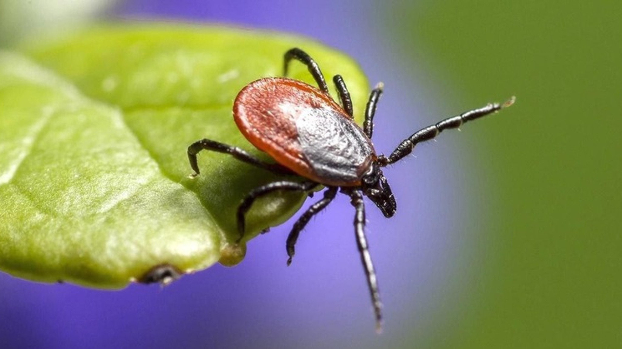 Клещи проснулись: как защититься и кто в группе риска