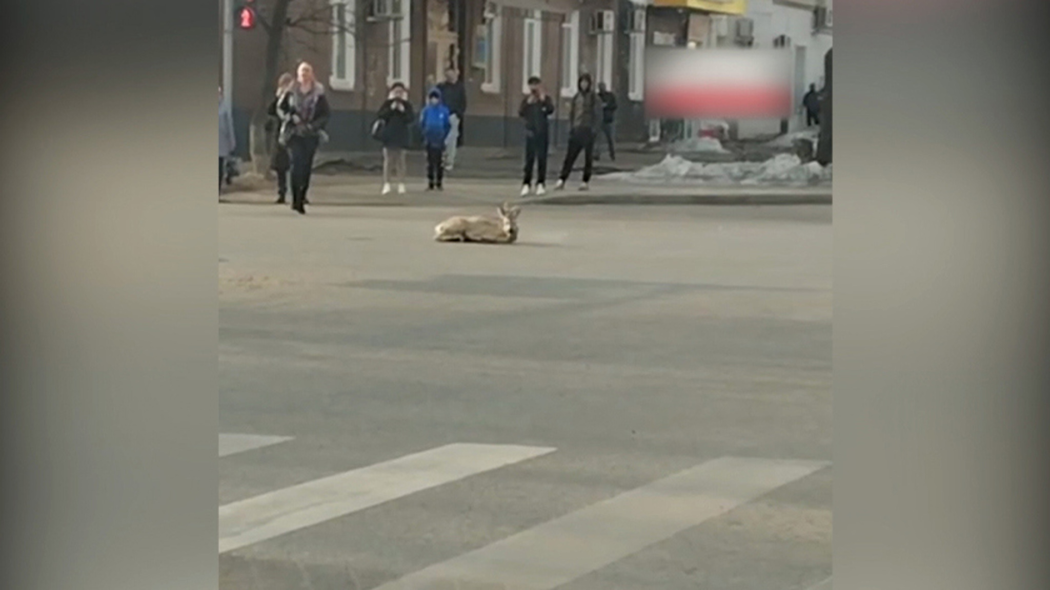 На центральной улице Благовещенска из-за столкновения с автомобилем погиб самец косули