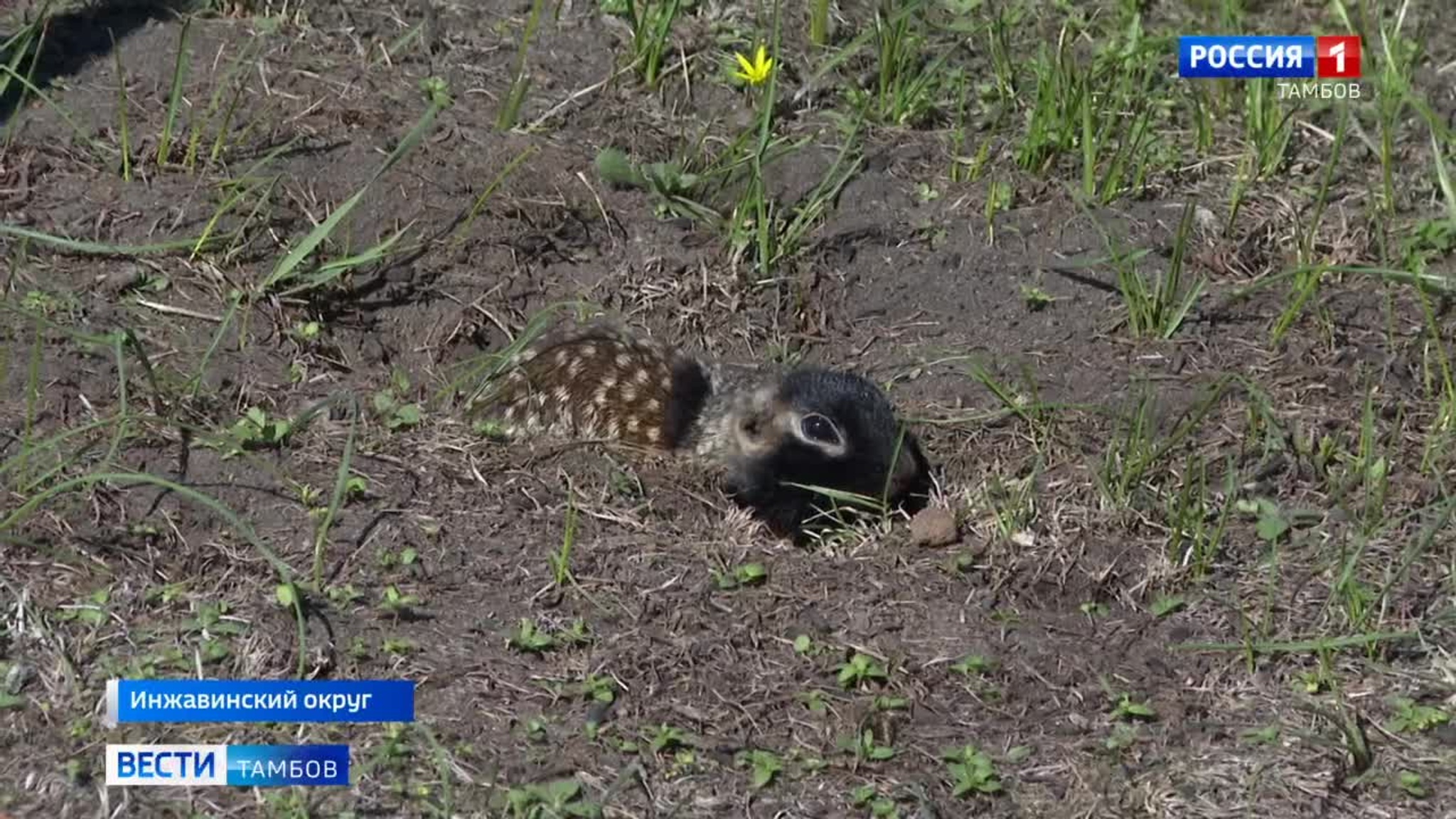 После зимовки проснулись крапчатые суслики