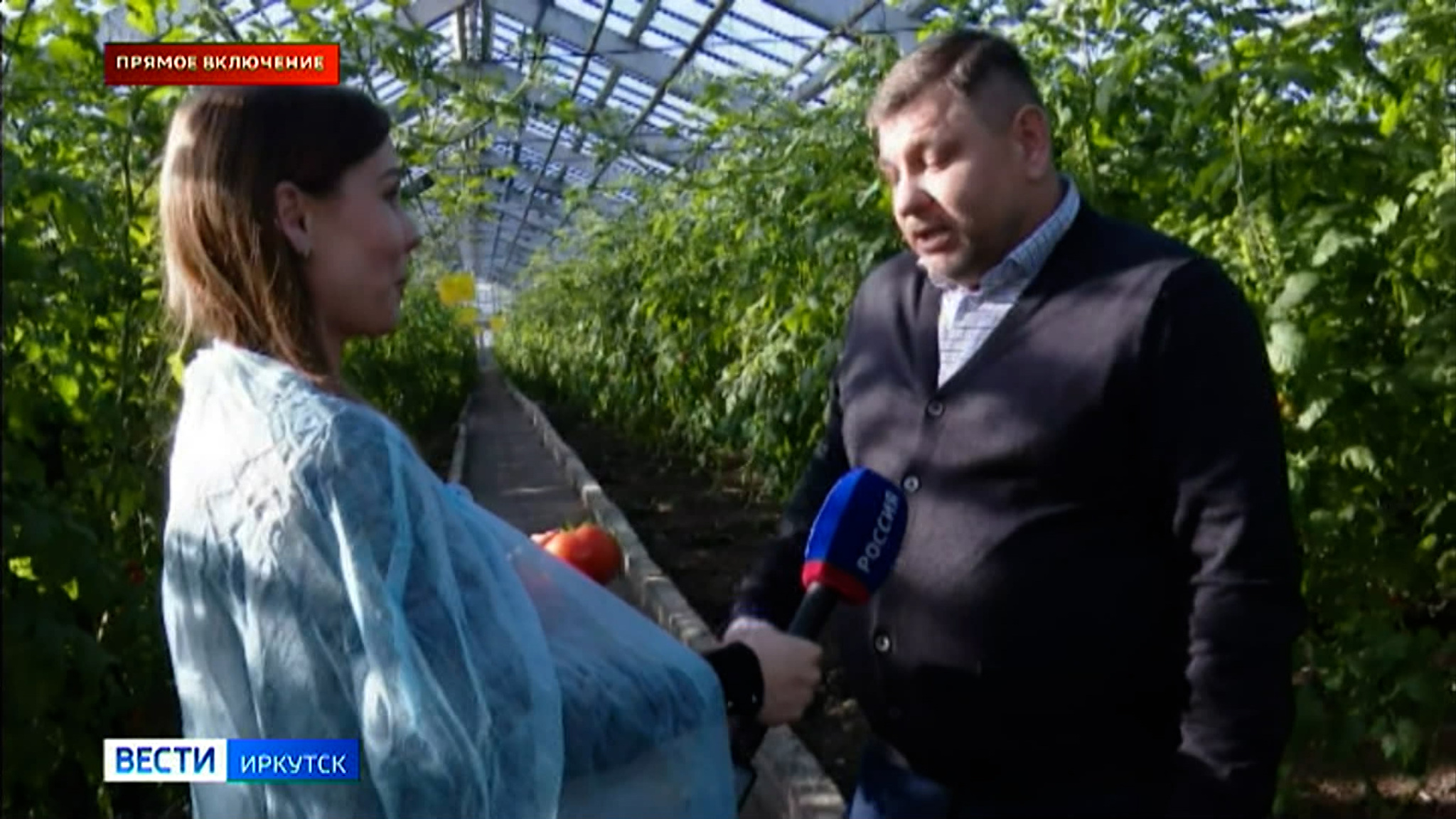 Прямое включение: в хозяйстве "Тепличное" приступили к сбору первого в этом году урожая томатов, перцев и баклажанов