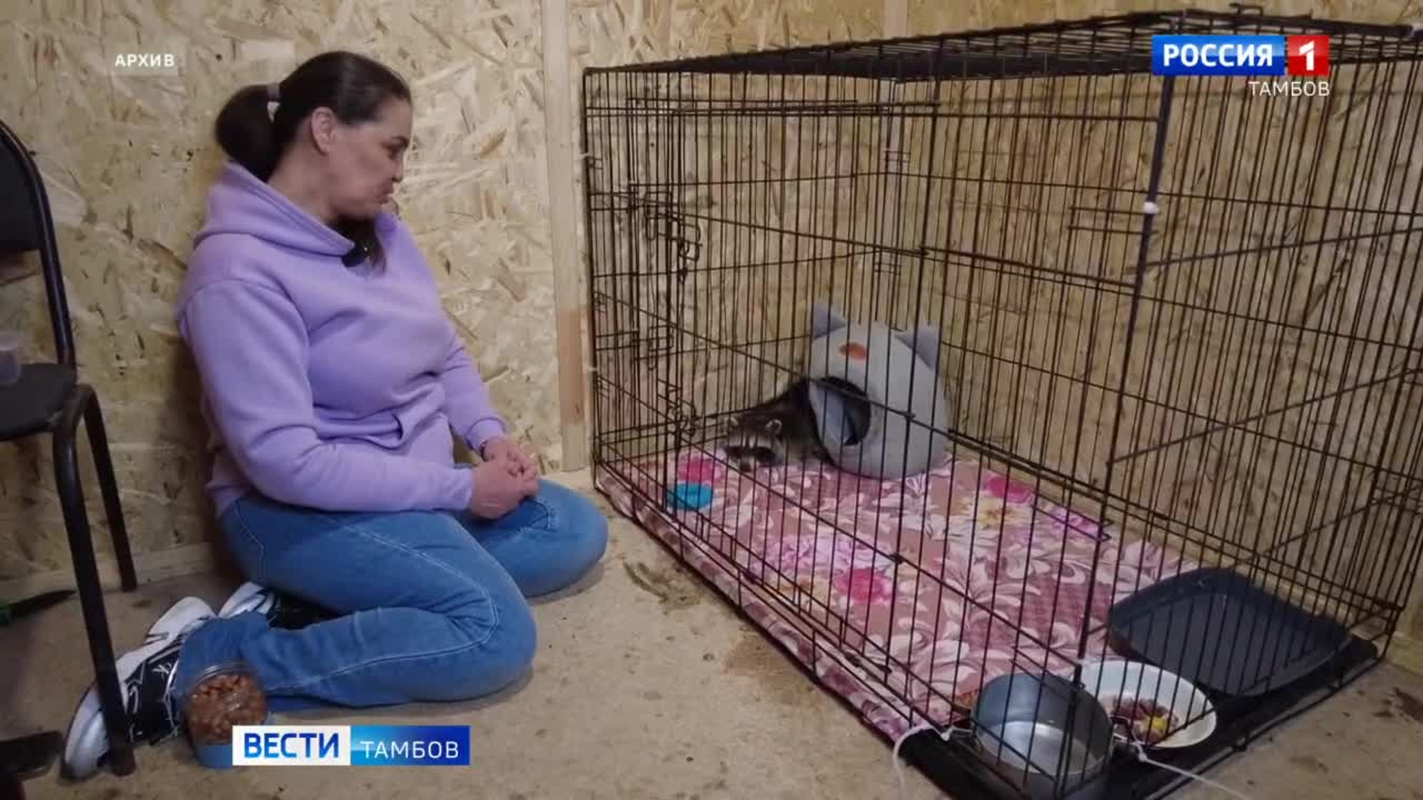 Найденный в Тамбове енот переехал из приюта в избу