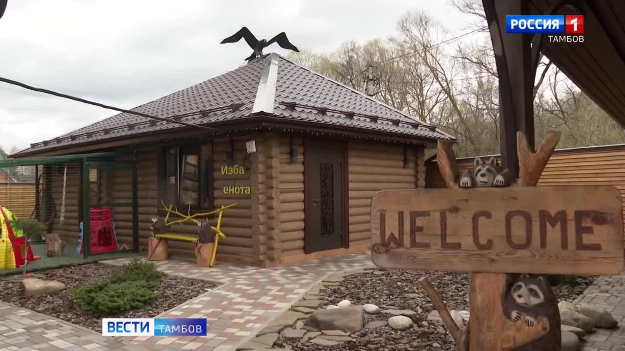 Енот Нюша привыкает к новому дому