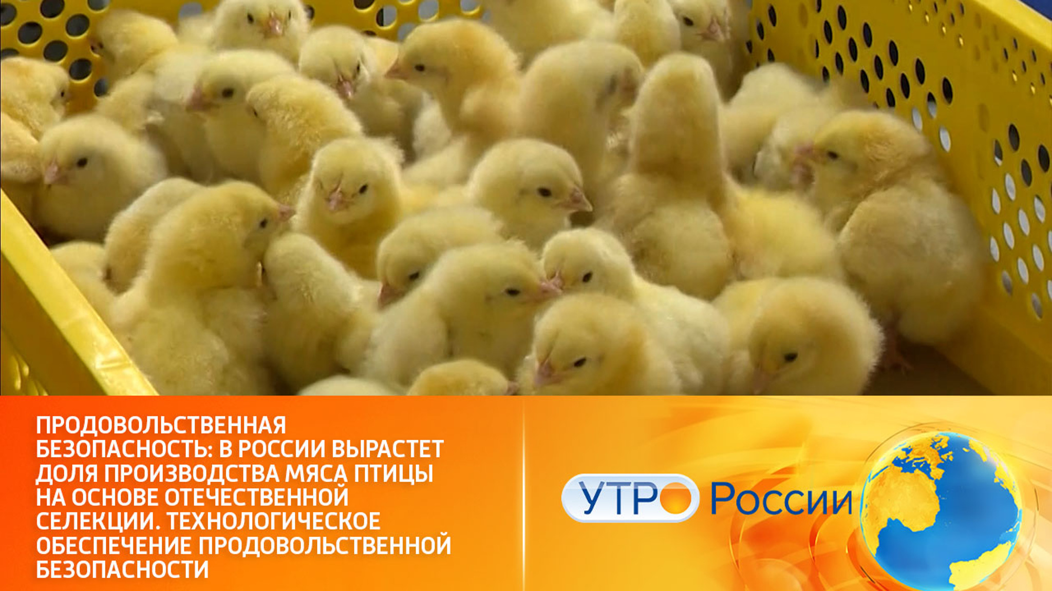 Рост доли производства мяса птицы на основе отечественной селекции