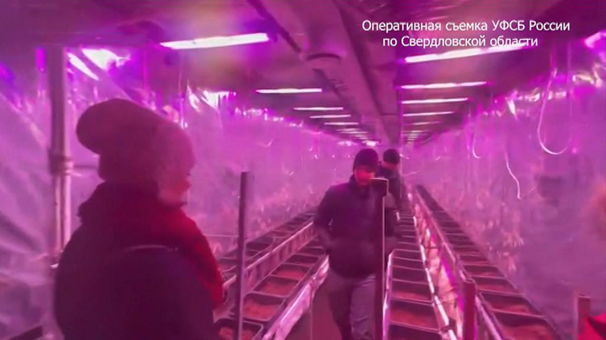 Екатеринбургского чиновника сгубила конопля