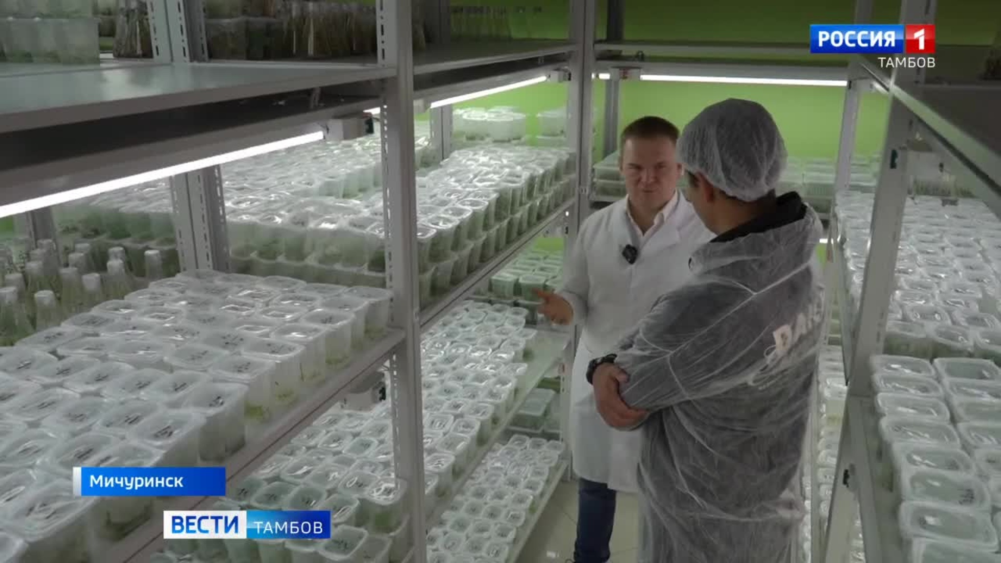 Мичуринские специалисты создали безвирусный посадочный материал бананов