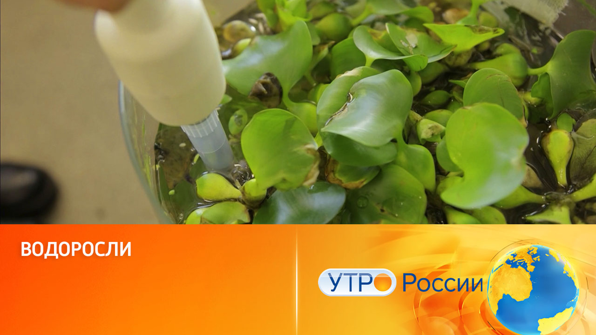 Водоросли